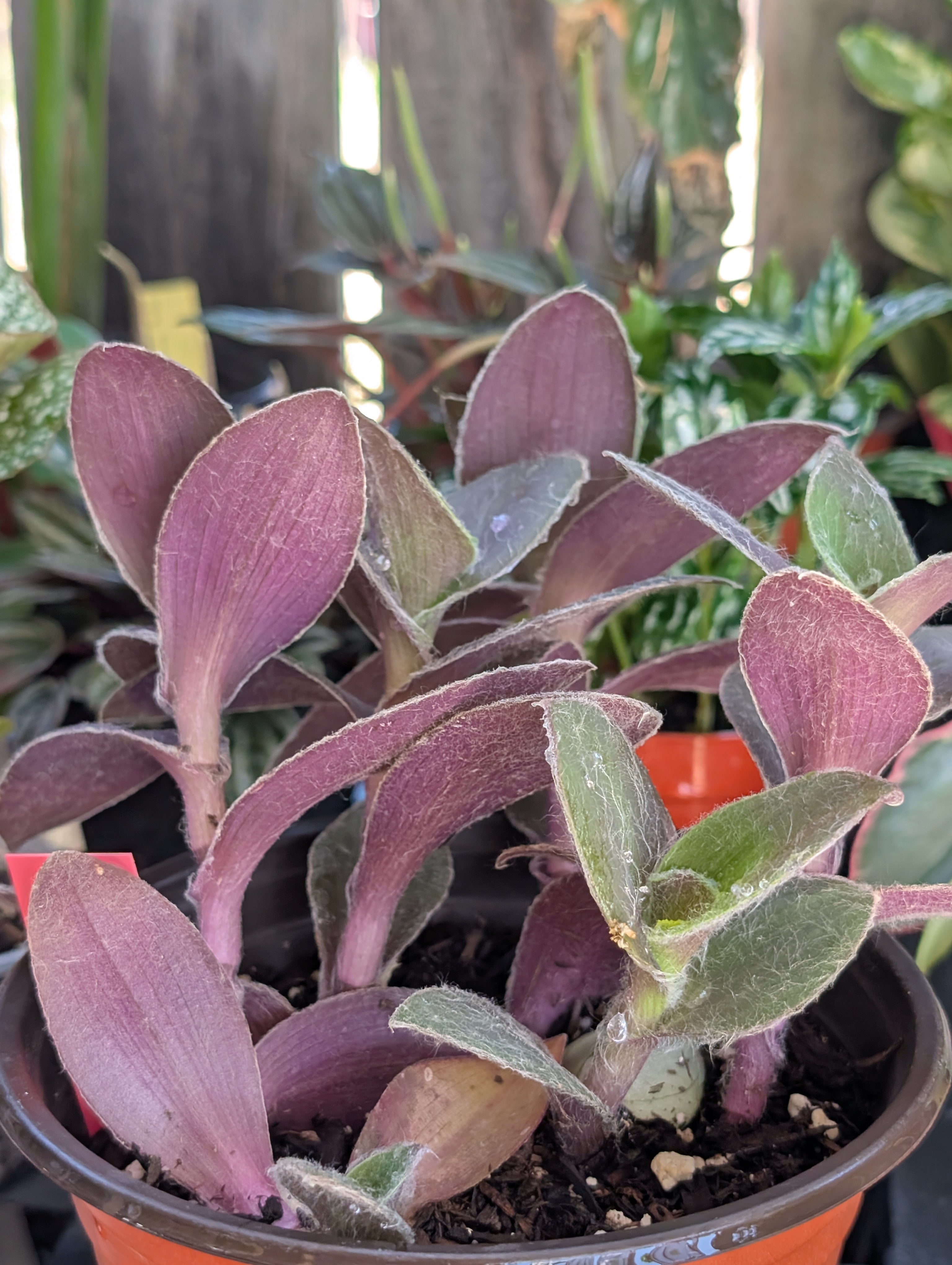 Tradescantia pallida 'pale puma' image 3