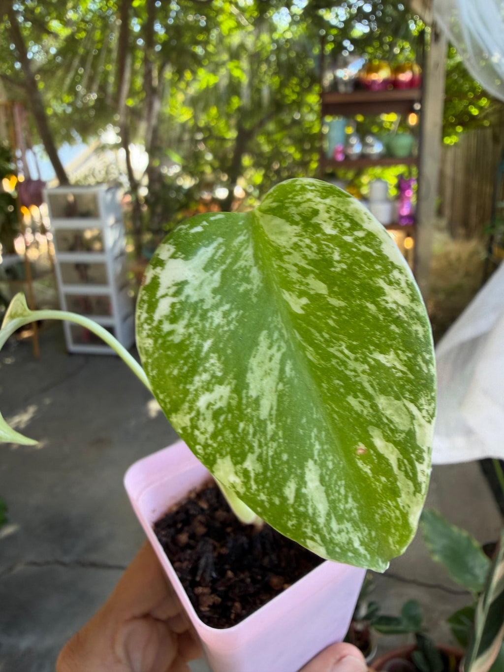 Monstera mint variegated 🌿 image 0