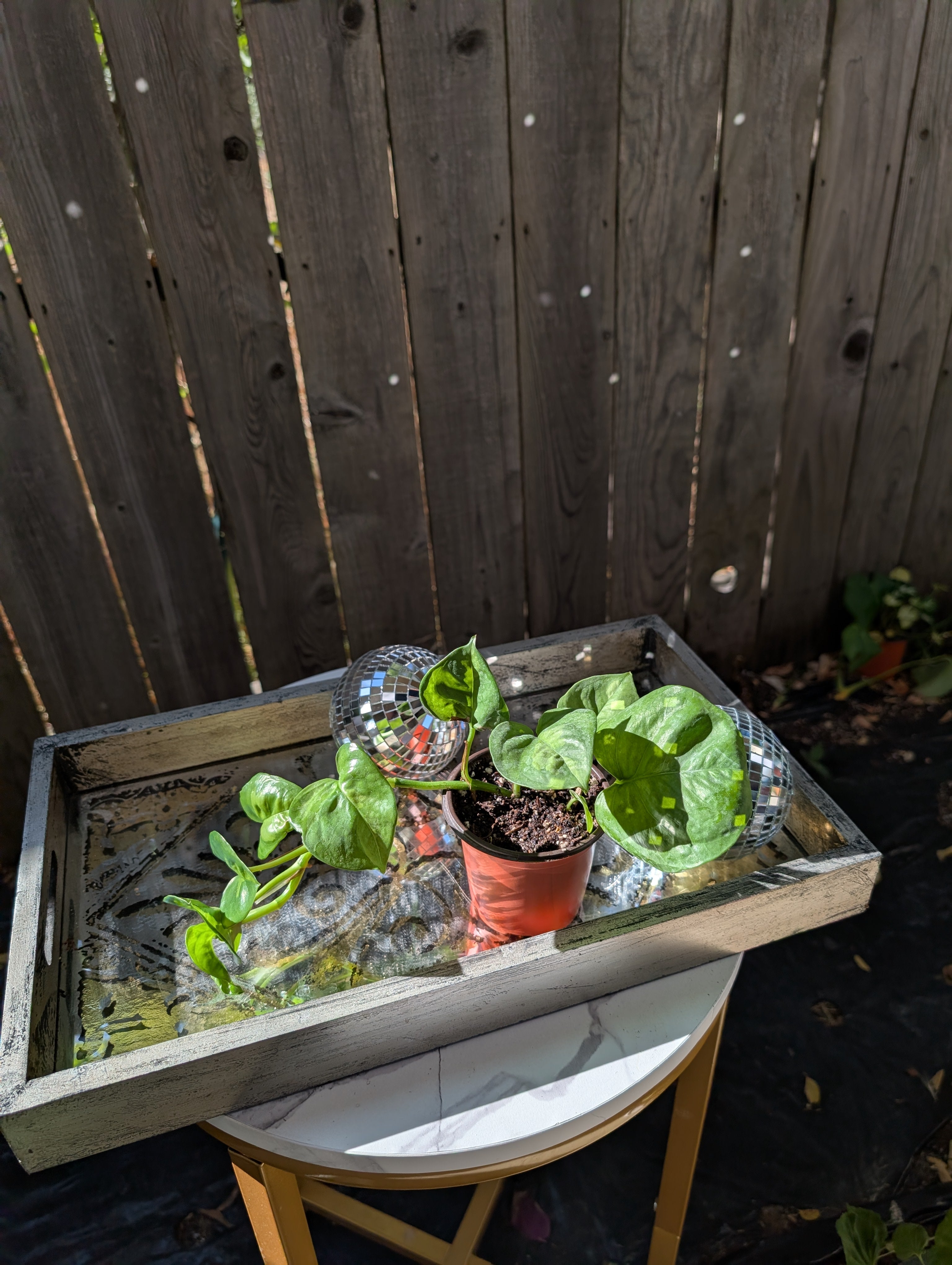 Global Green Pothos image 10