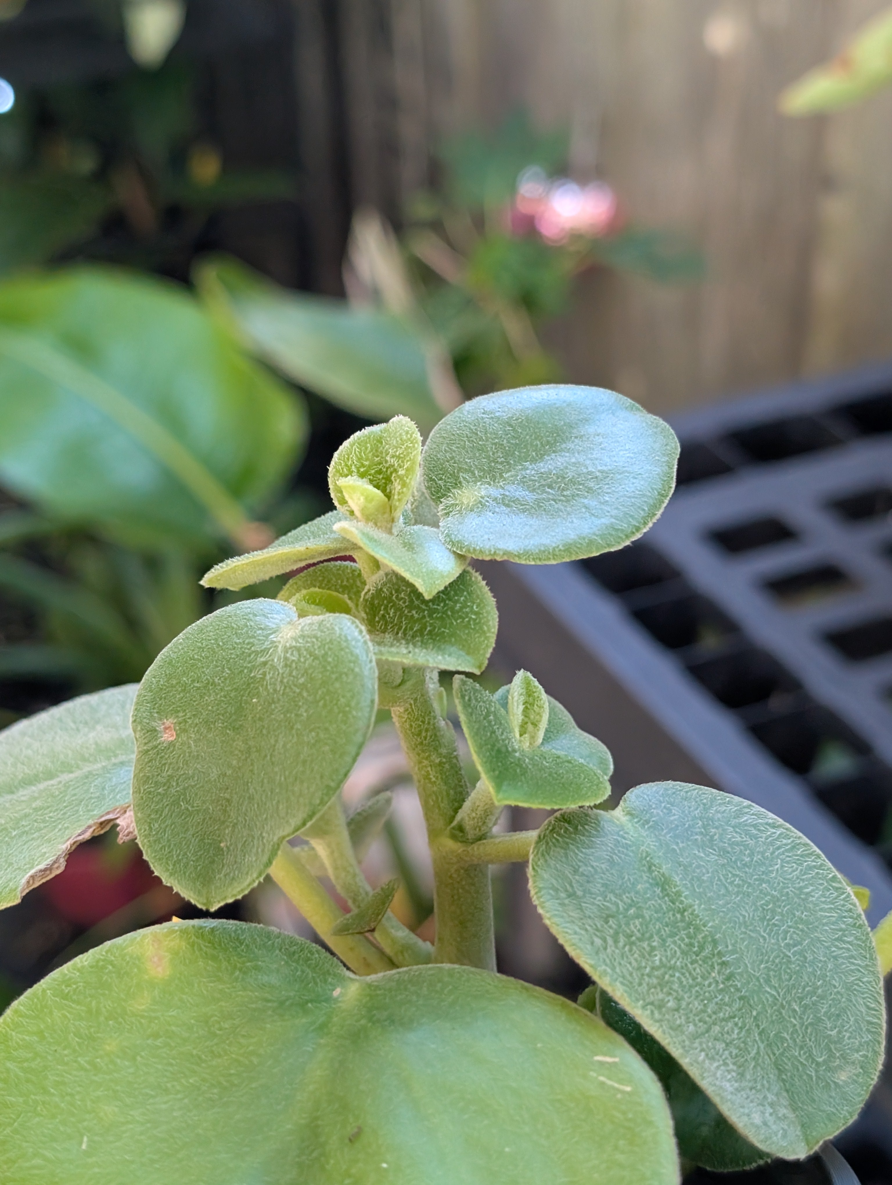 Peperomia 'felt' image 2