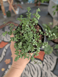 Pilea Glauca Silver Sprinkles image 0