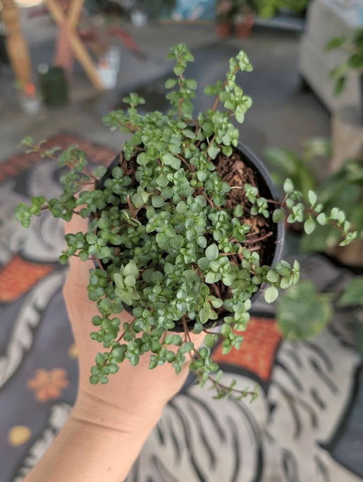Pilea Glauca Silver Sprinkles image 0