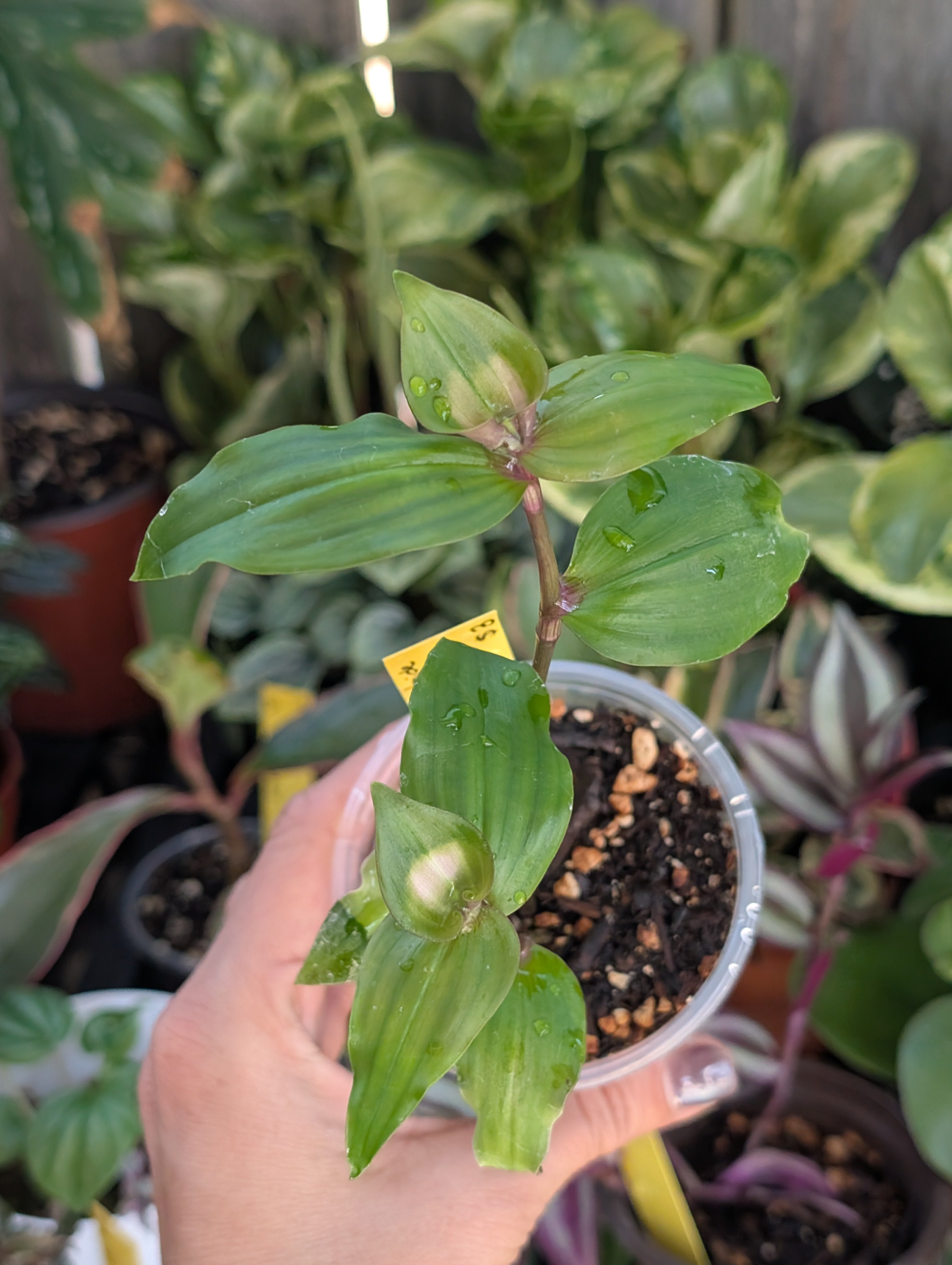Tradescantia fluminensis 'blushing bride' image 2