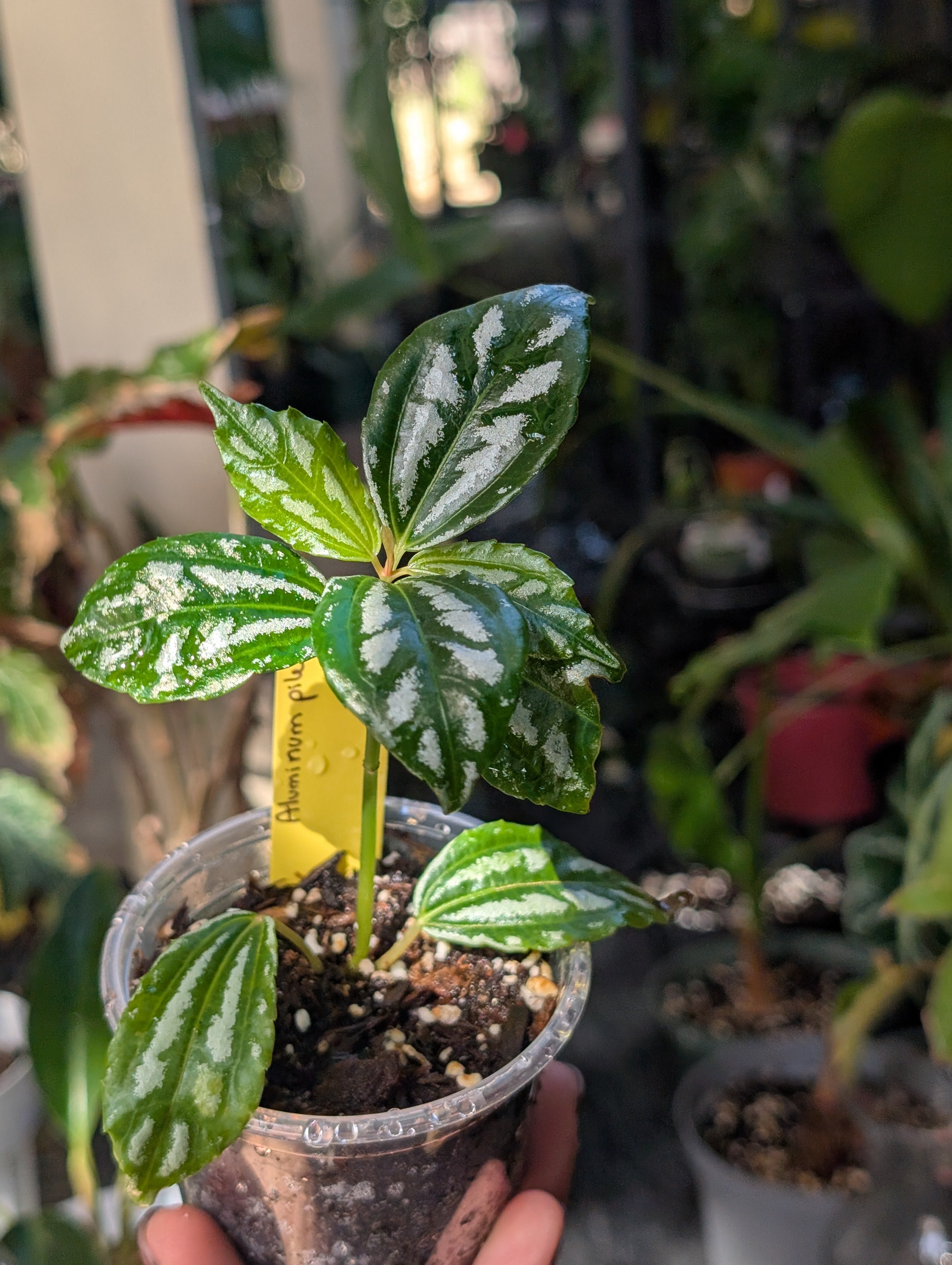 Pilea aluminum 'norfolk' image 4