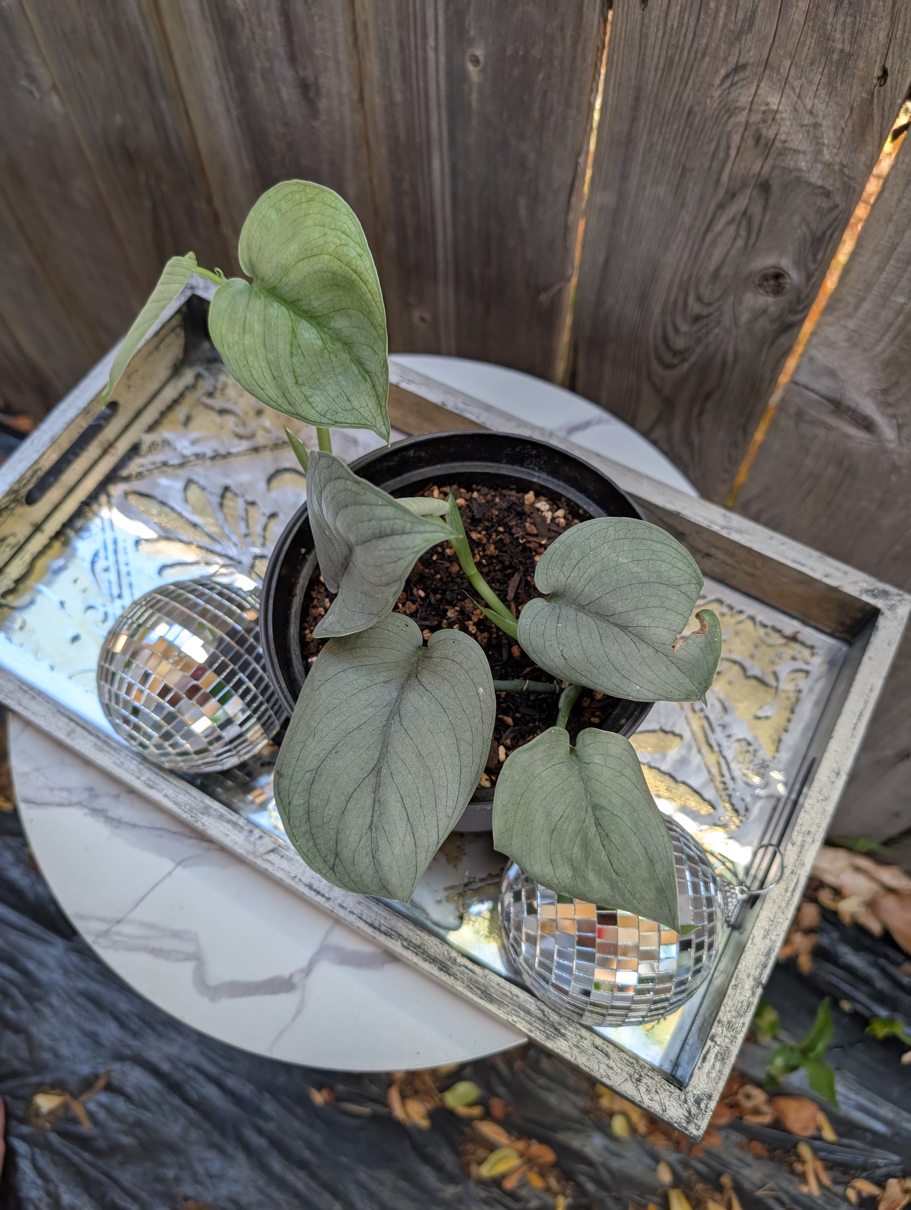 Scindapsus platinum java - Exact Plant image 1