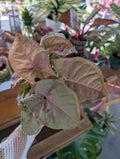 Pink Syngonium image 0