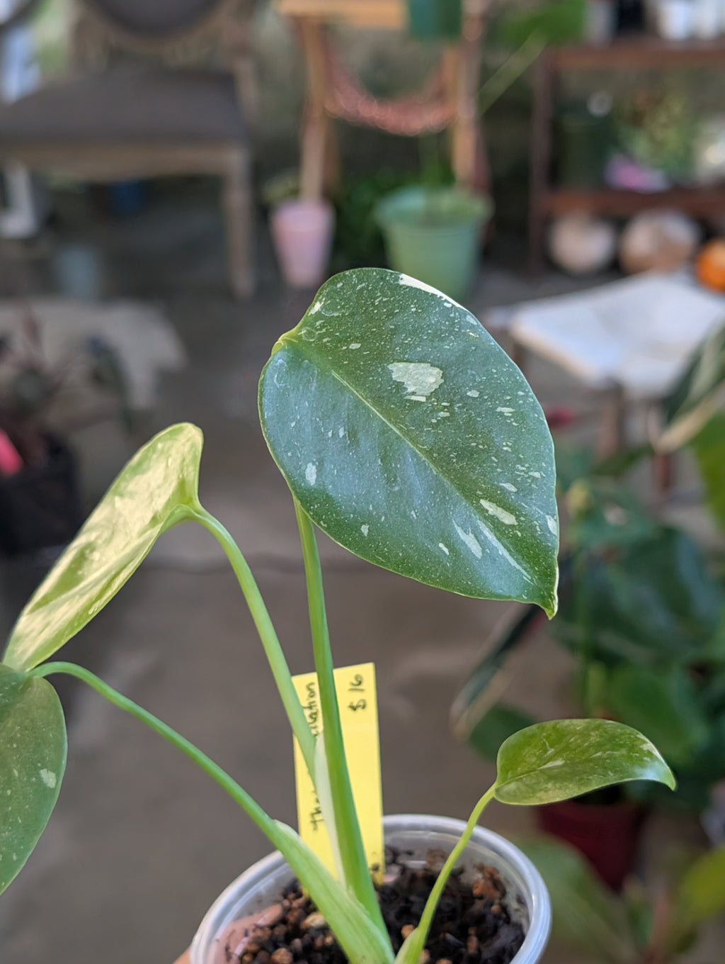 Monstera deliciosa 'Thai Constellation' image 3