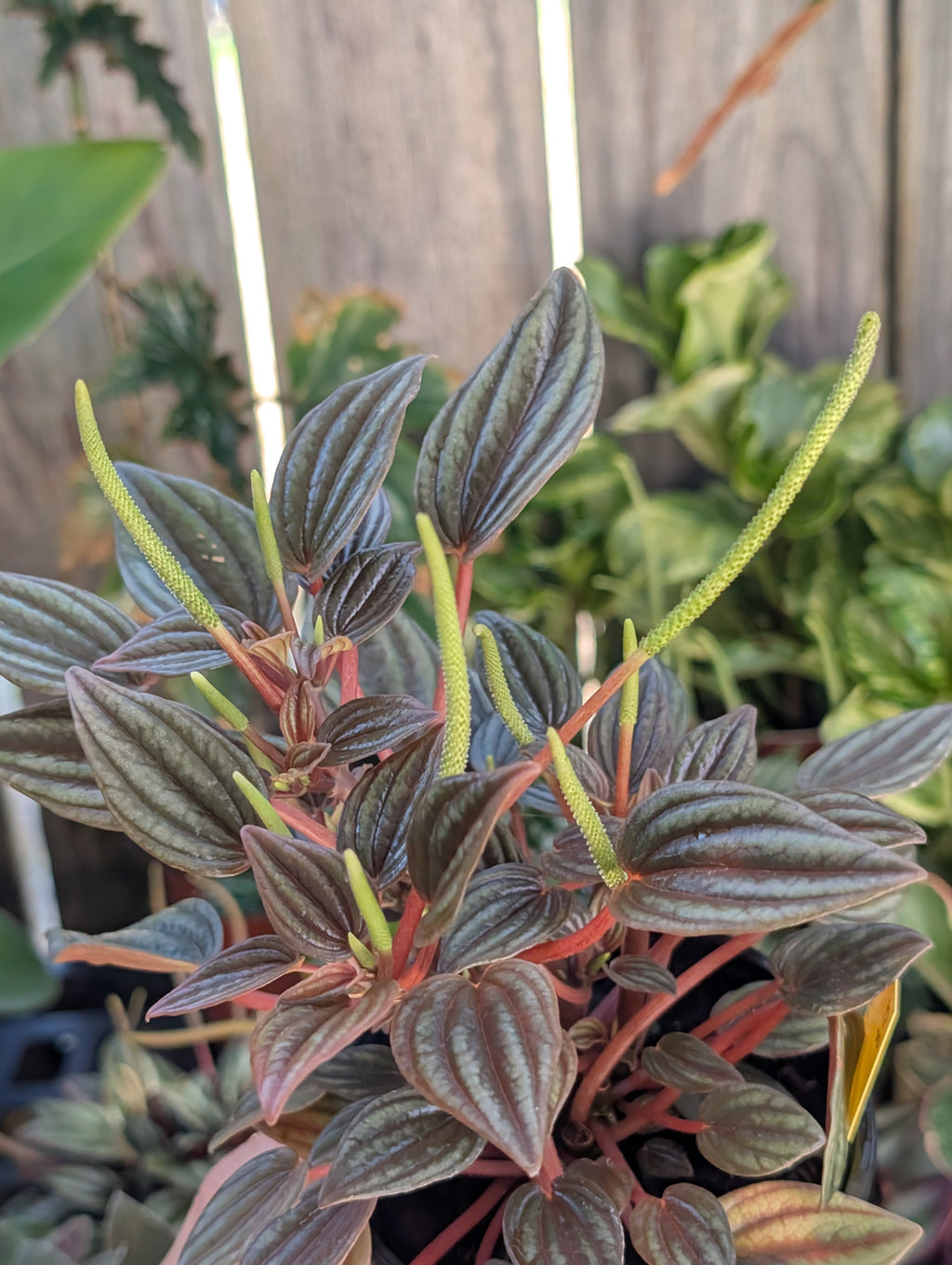 Peperomia caperata 'rosso' image 1