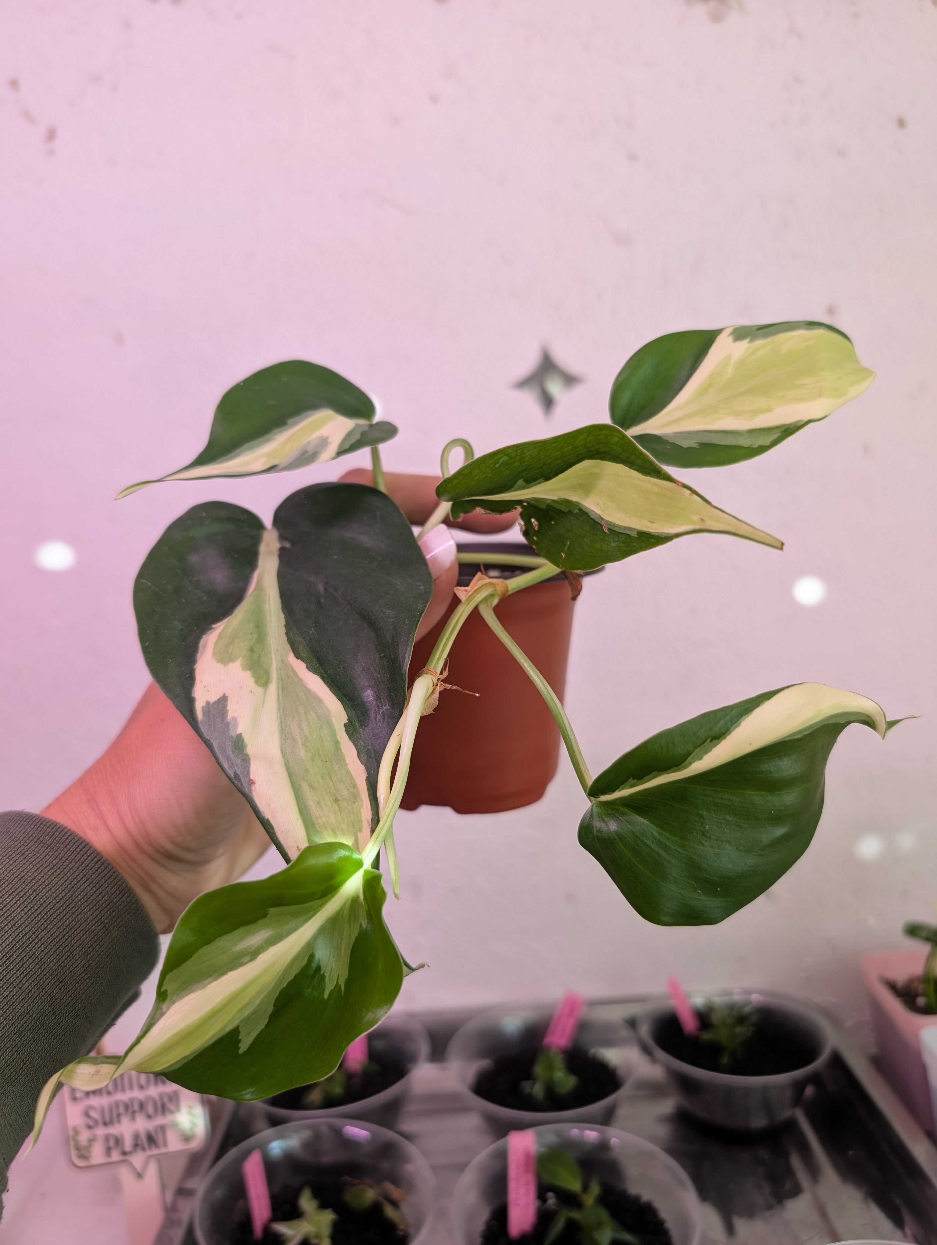 Philodendron hederaceum 'Cream Splash' image 1