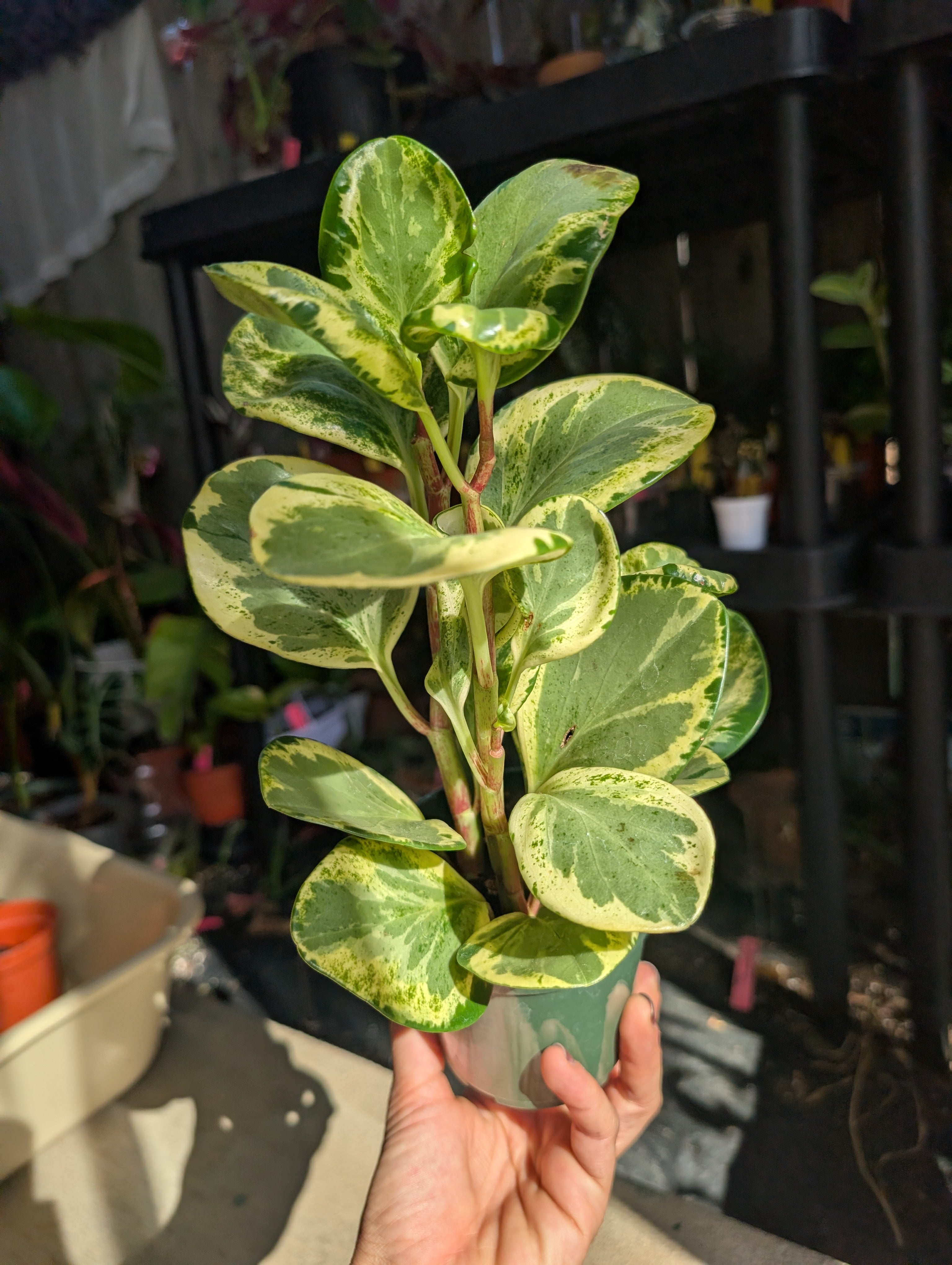 Peperomia 'golden gate' image 0