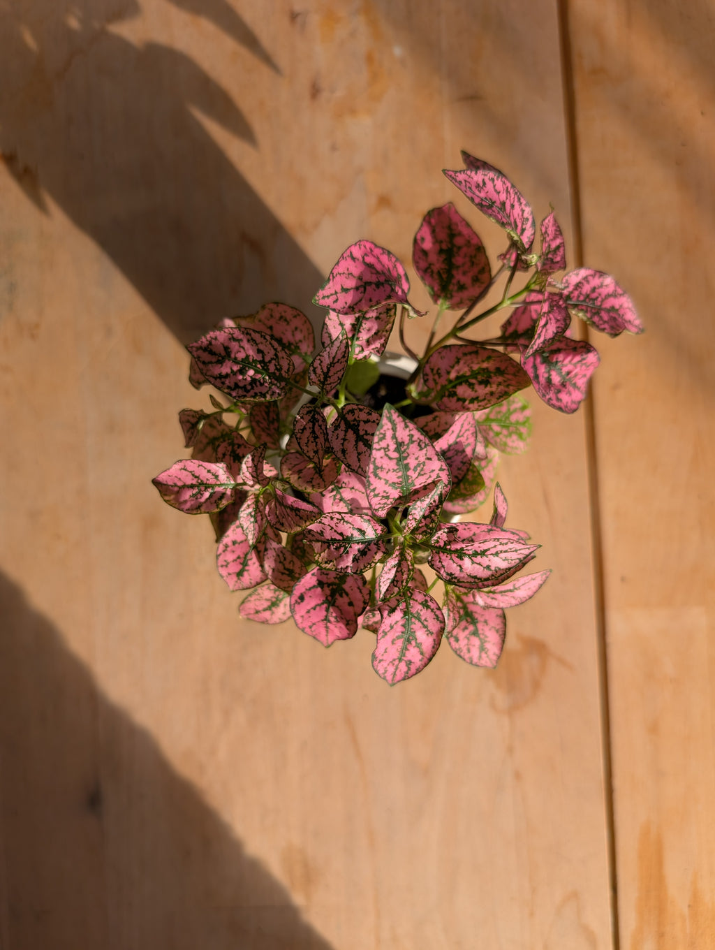 Polkadot Splash Plant image 9