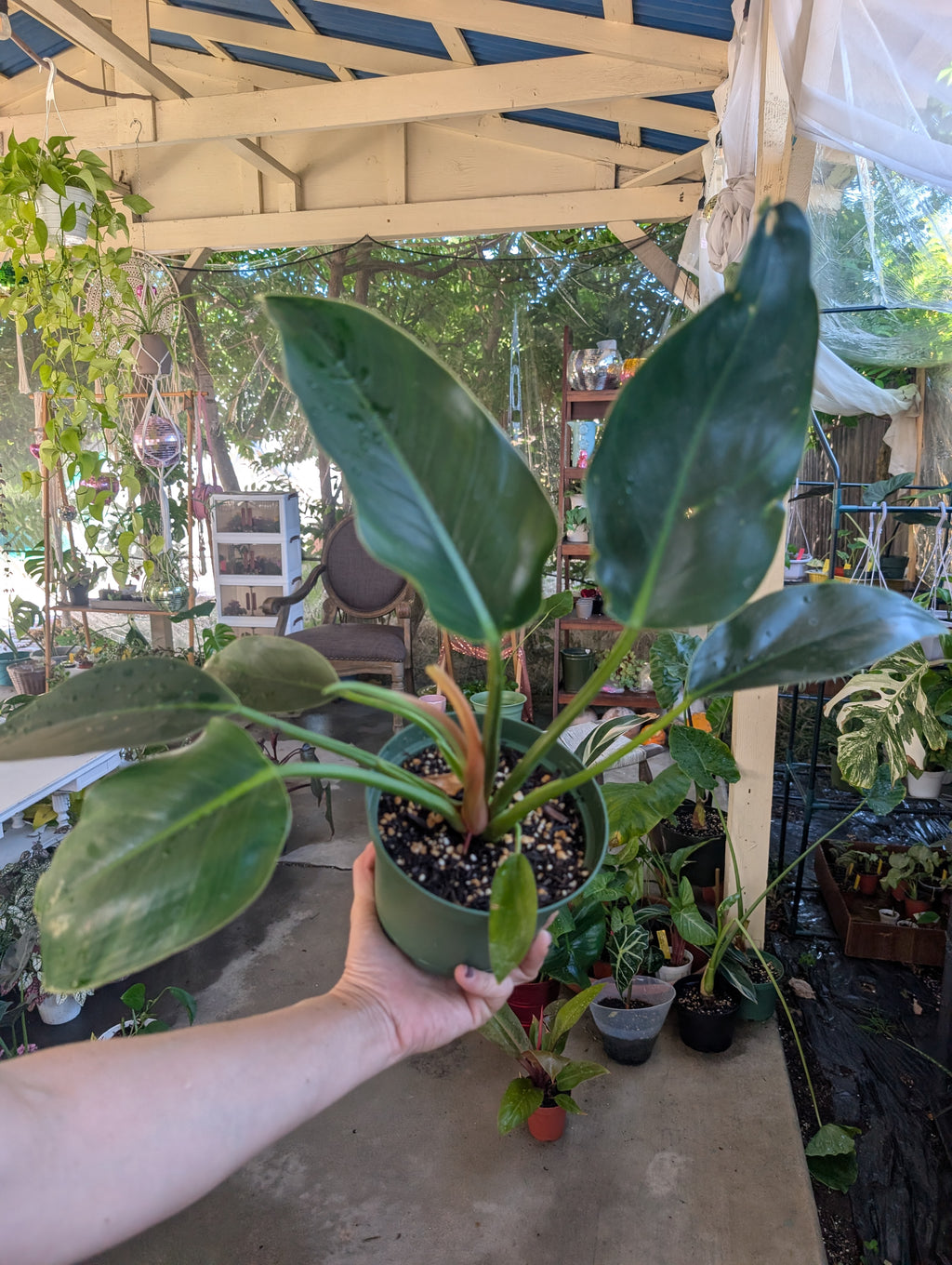 Philodendron 'green congo' image 5