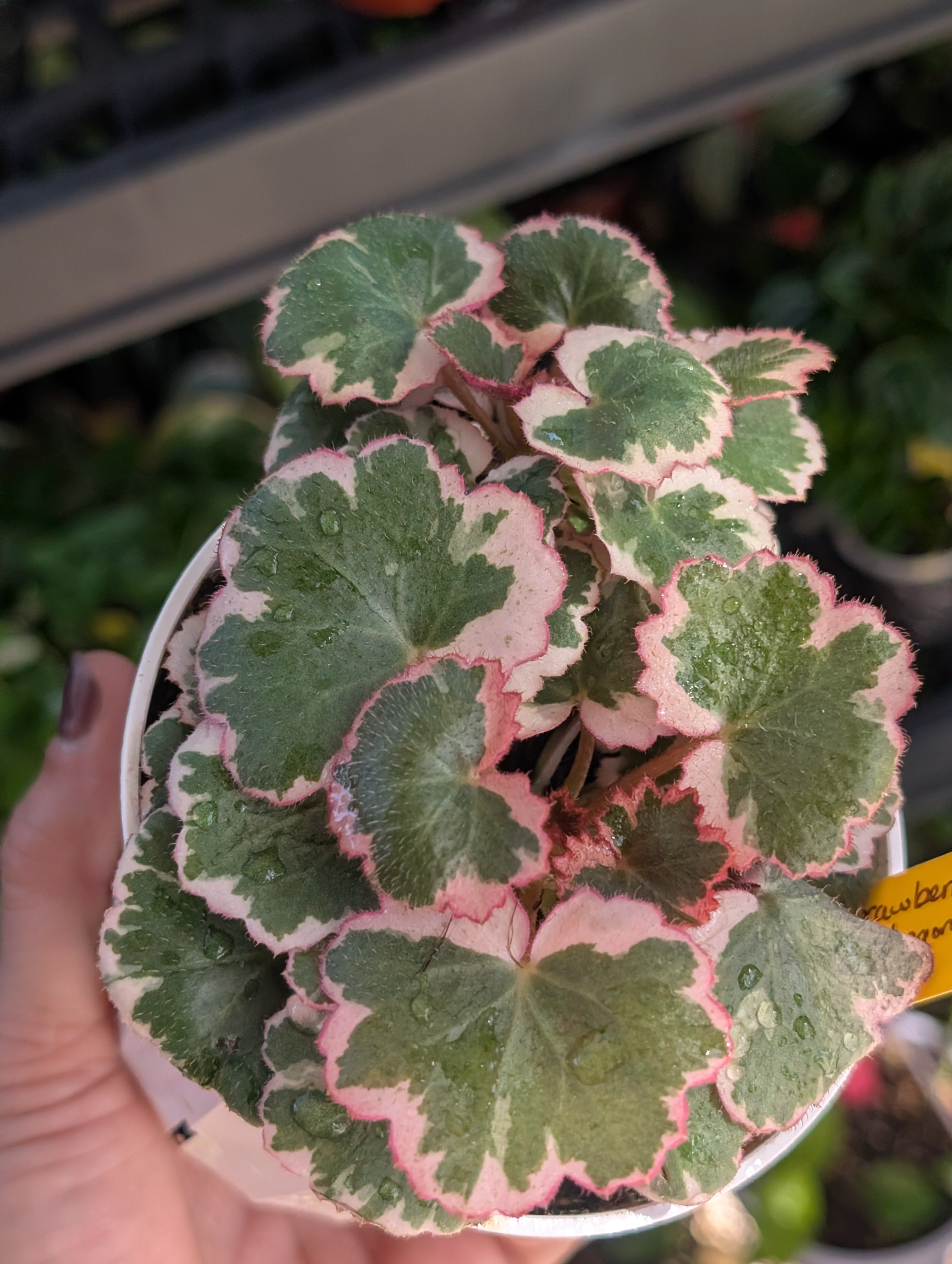 Saxifraga stolonifera variegata image 0