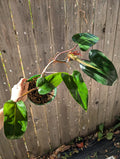 Philodendron 'red emerald' ❣️ image 0