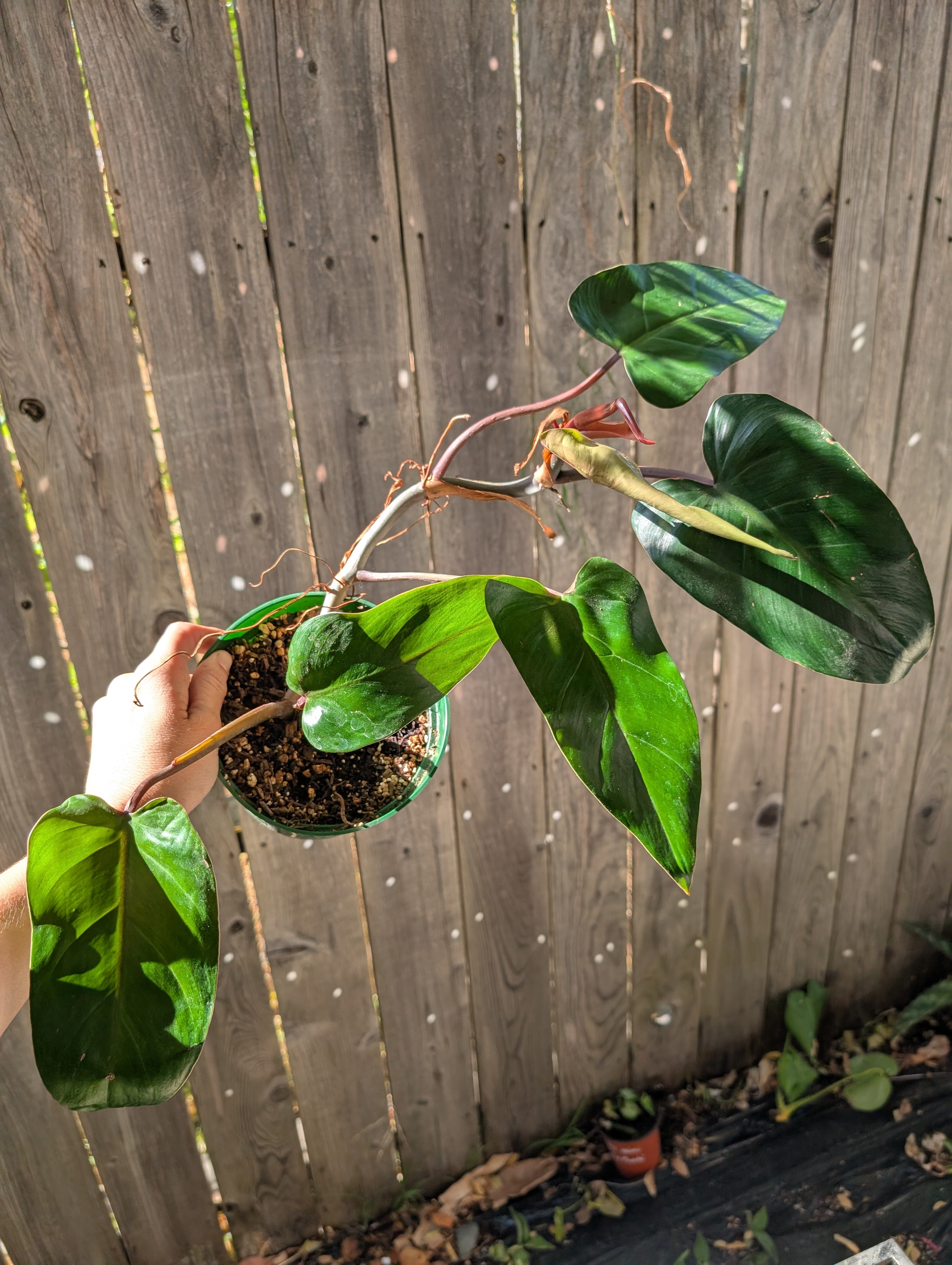 Philodendron 'red emerald' ❣️ image 0