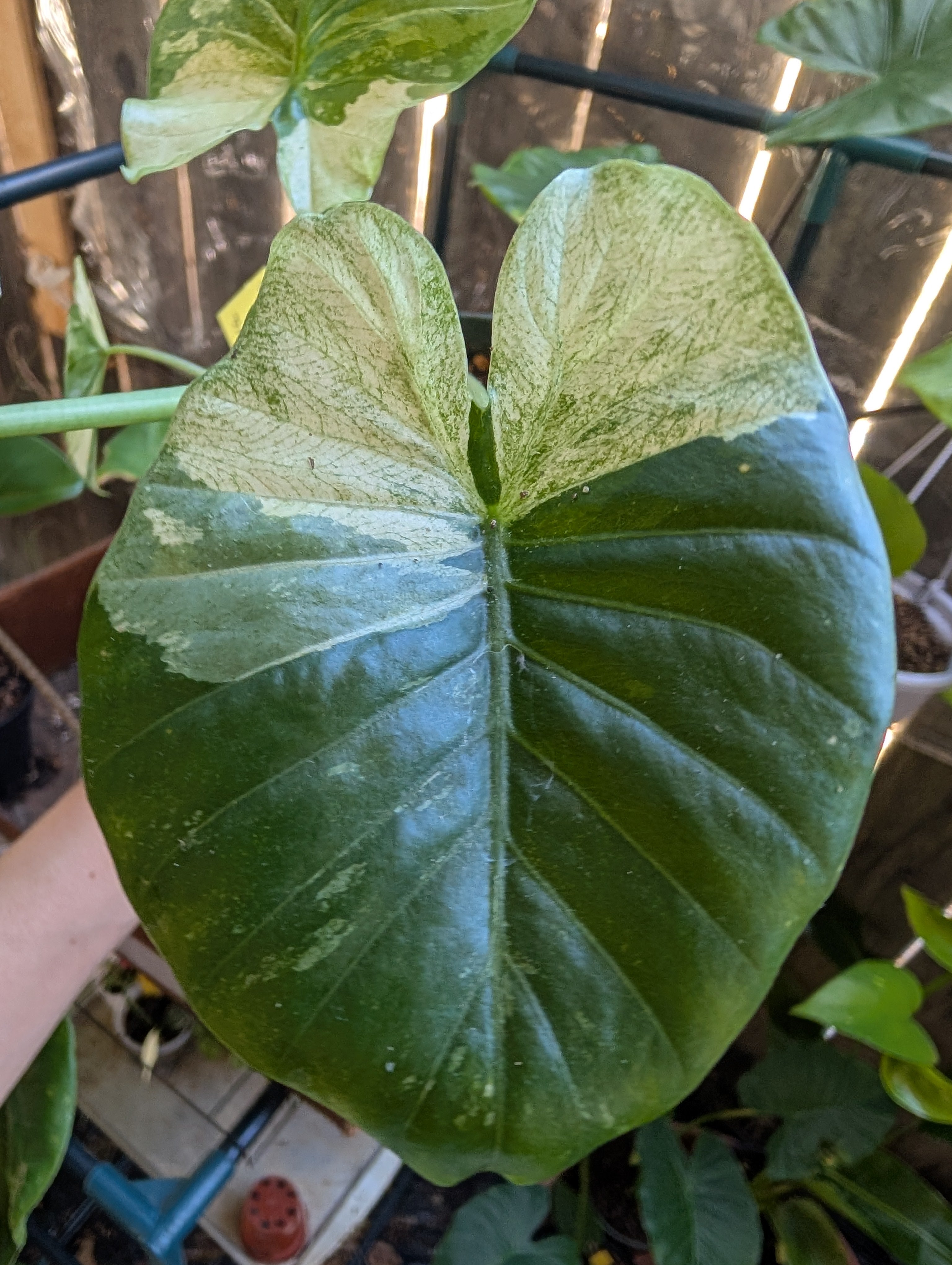 Alocasia odora batik
