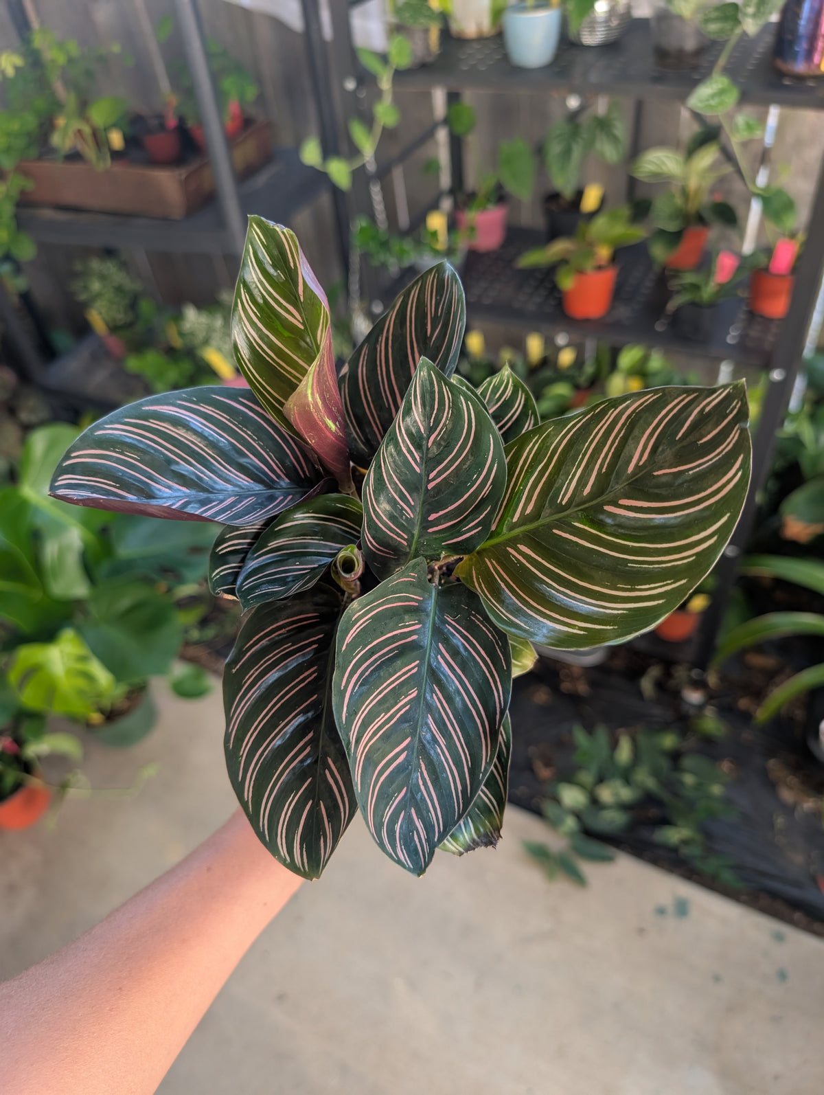 Calathea ornata