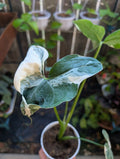 Alocasia Mickey Mouse