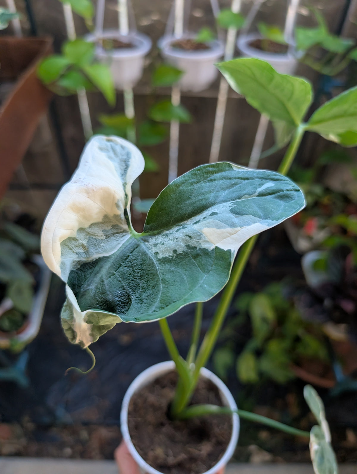 Alocasia Mickey Mouse