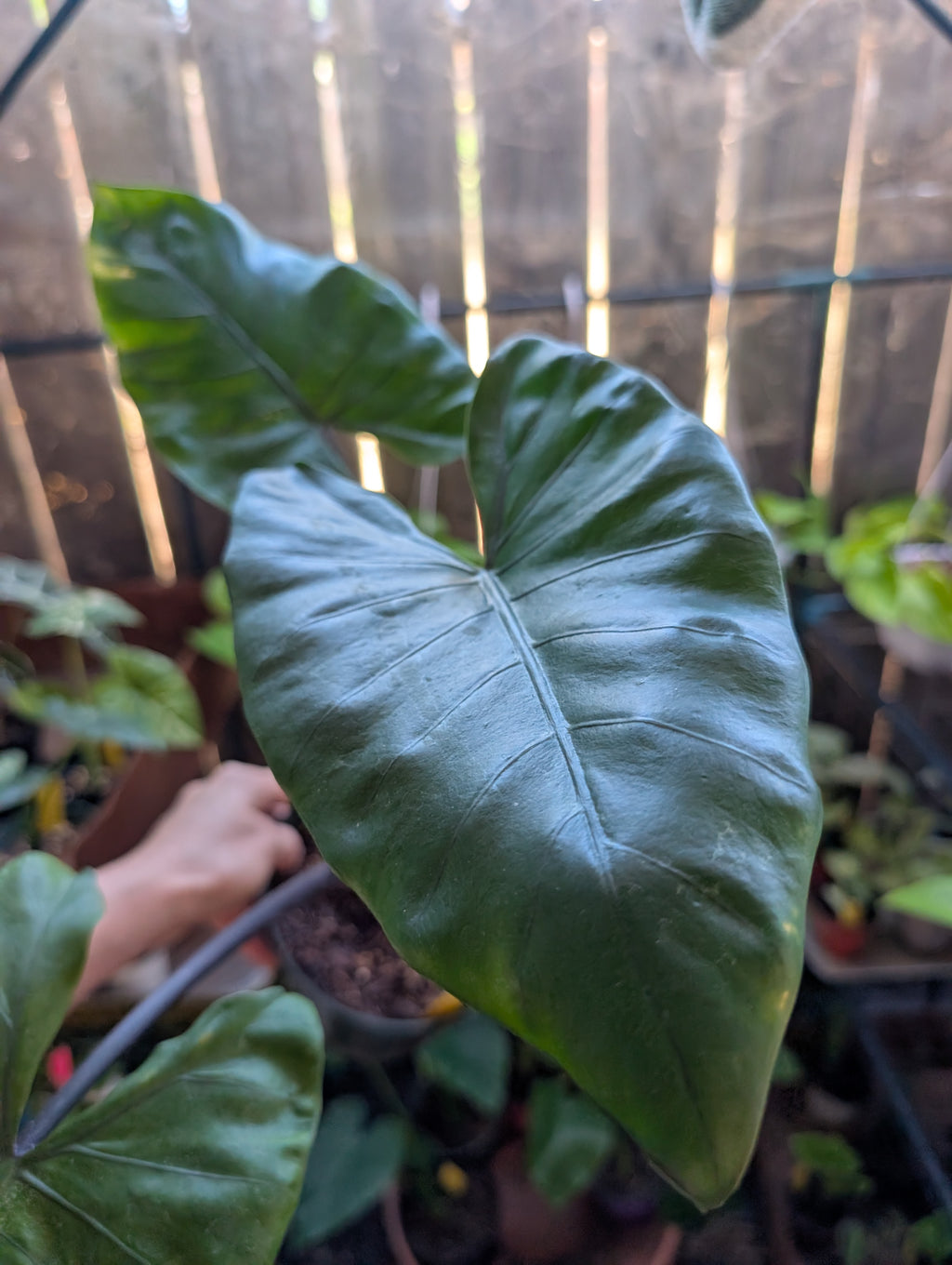 Alocasia 'dark star'