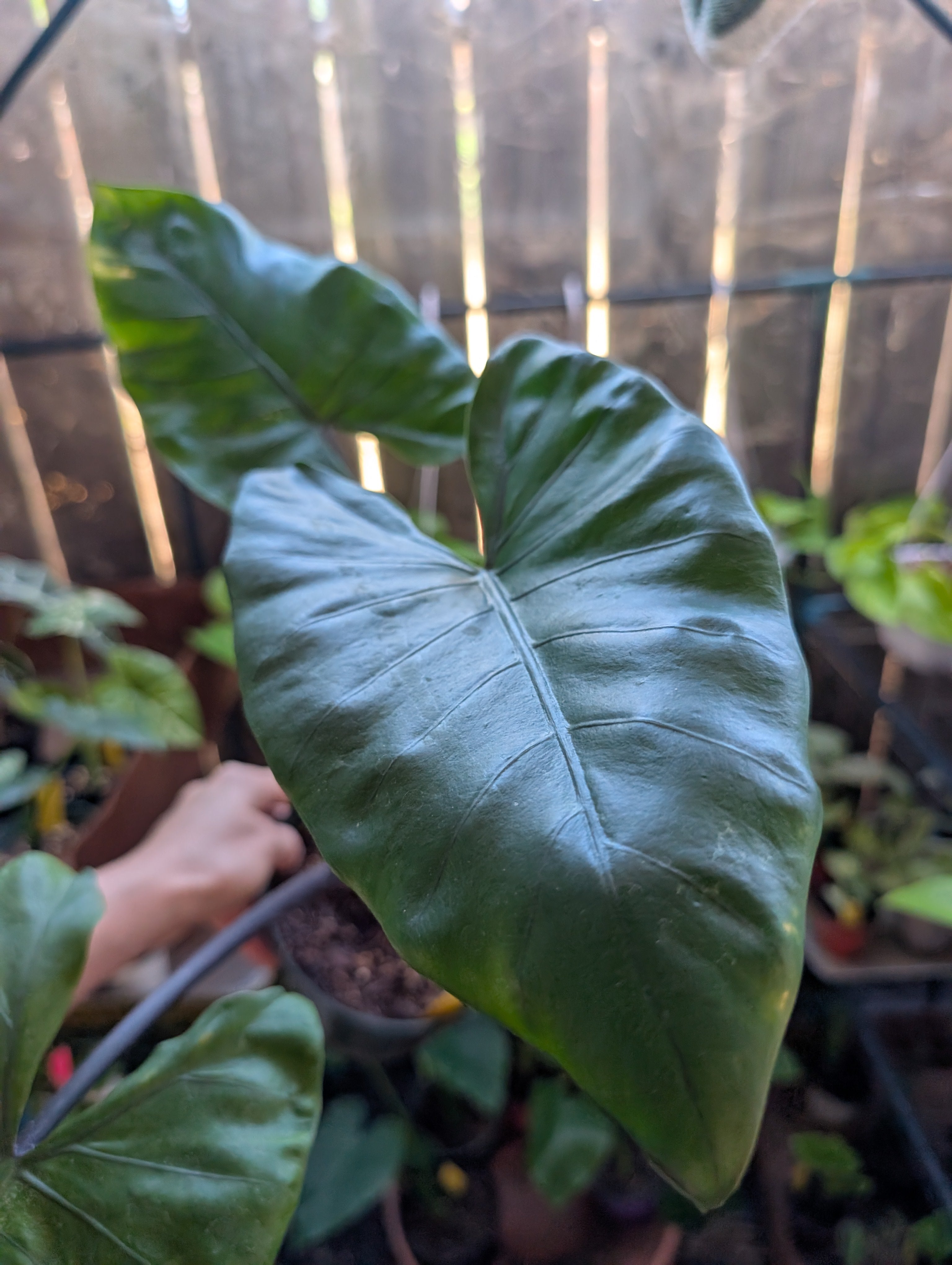 Alocasia 'dark star'