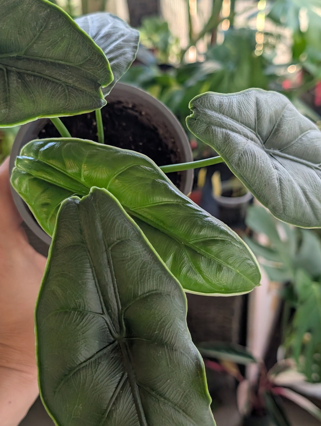 Alocasia puncakborneensis