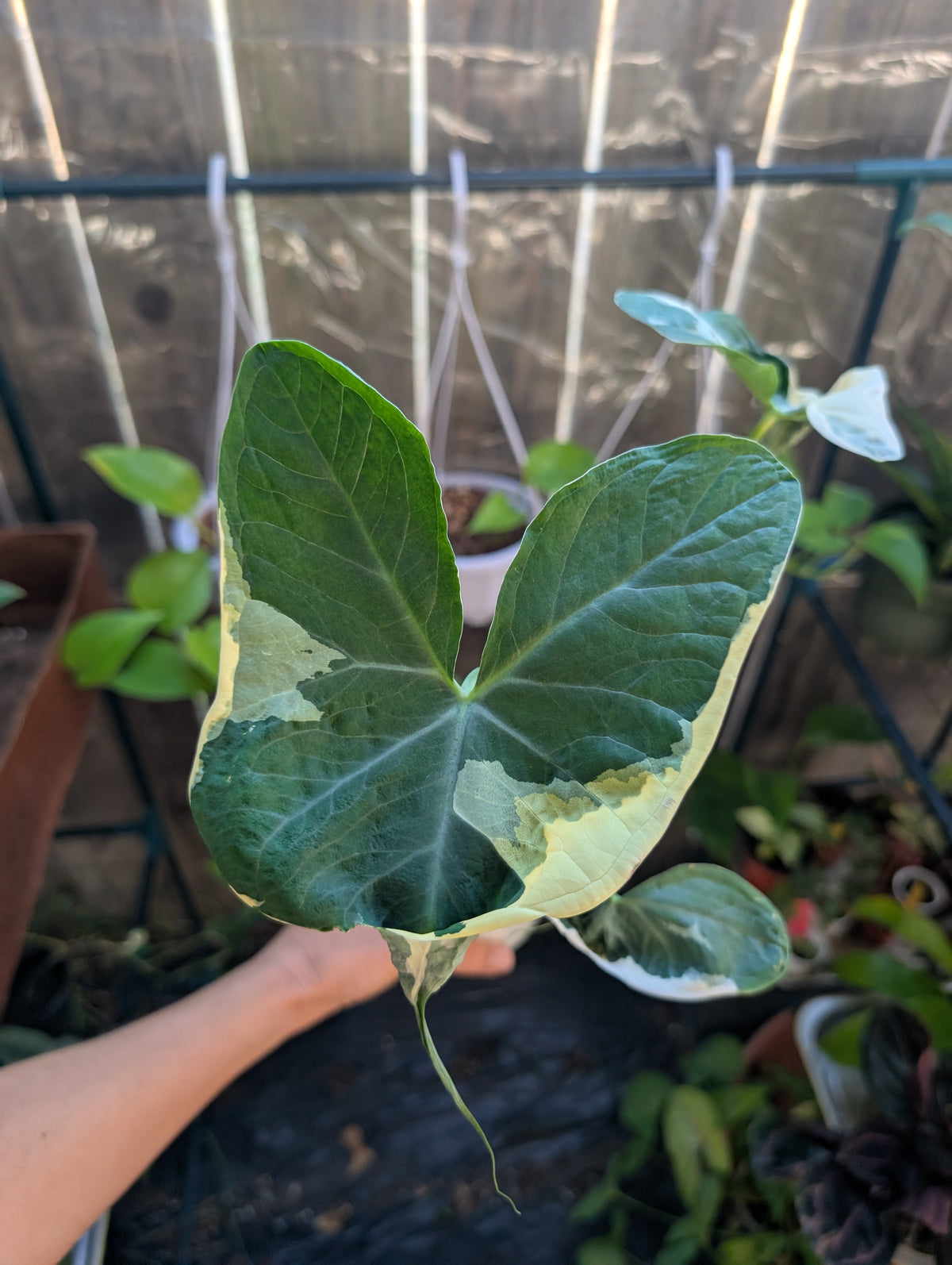 Alocasia Mickey Mouse