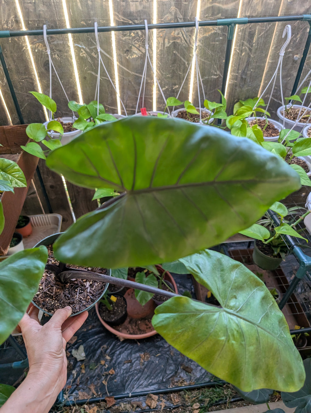 Alocasia 'dark star'