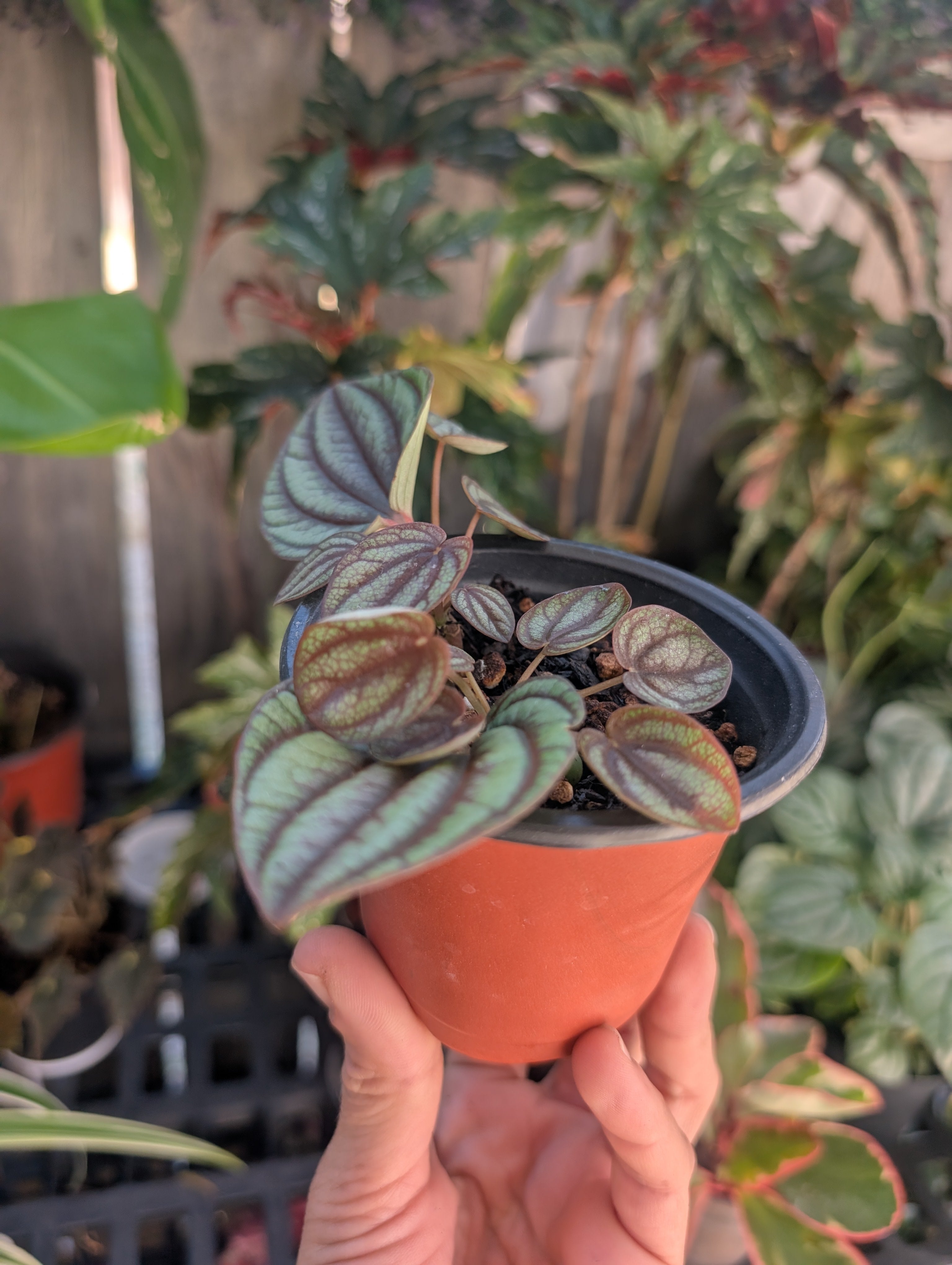 Peperomia piccolo banda