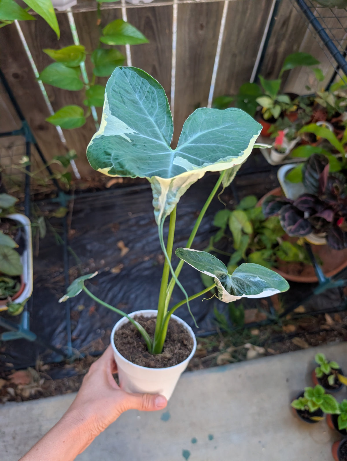 Alocasia Mickey Mouse