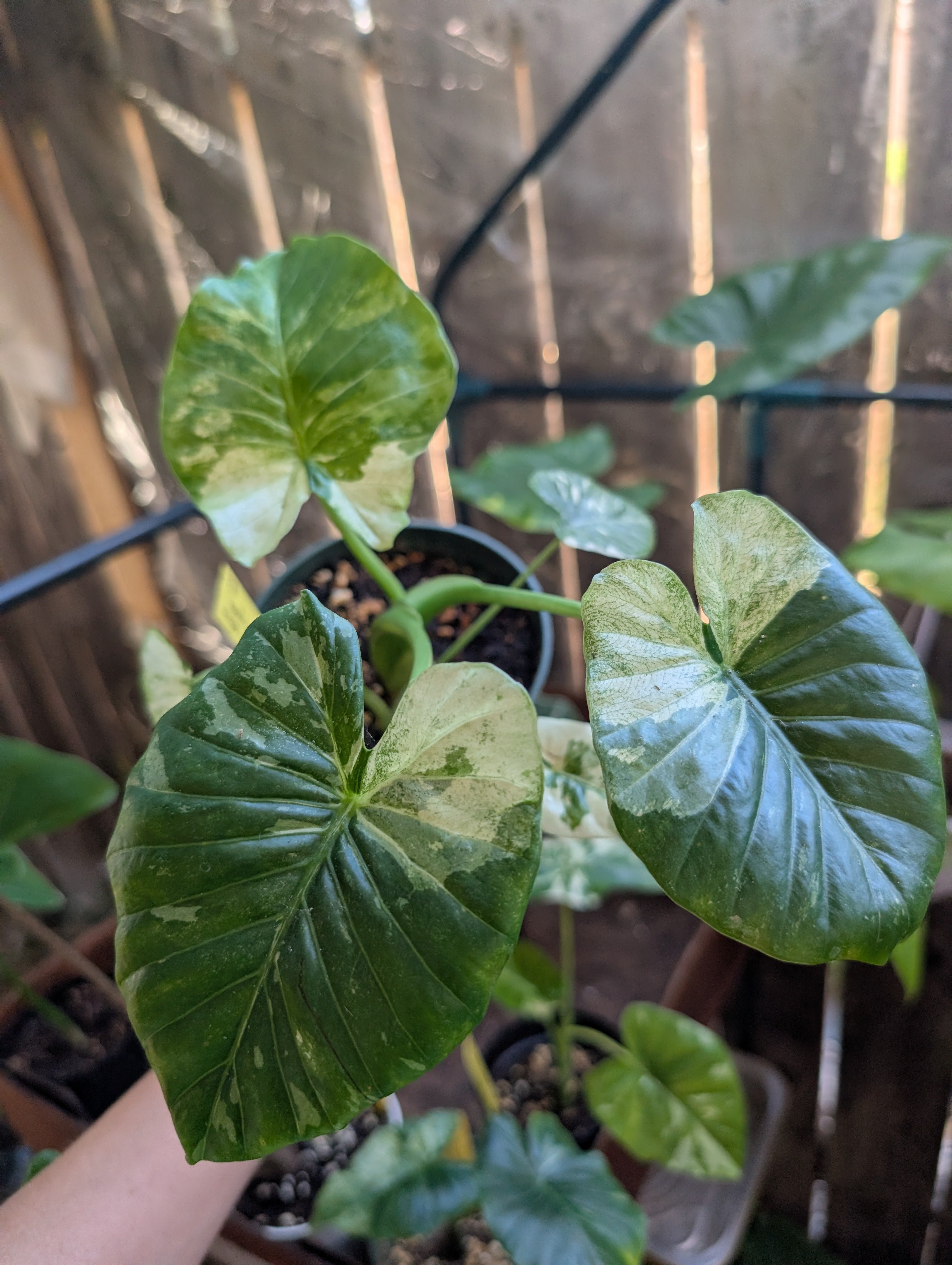 Alocasia odora batik