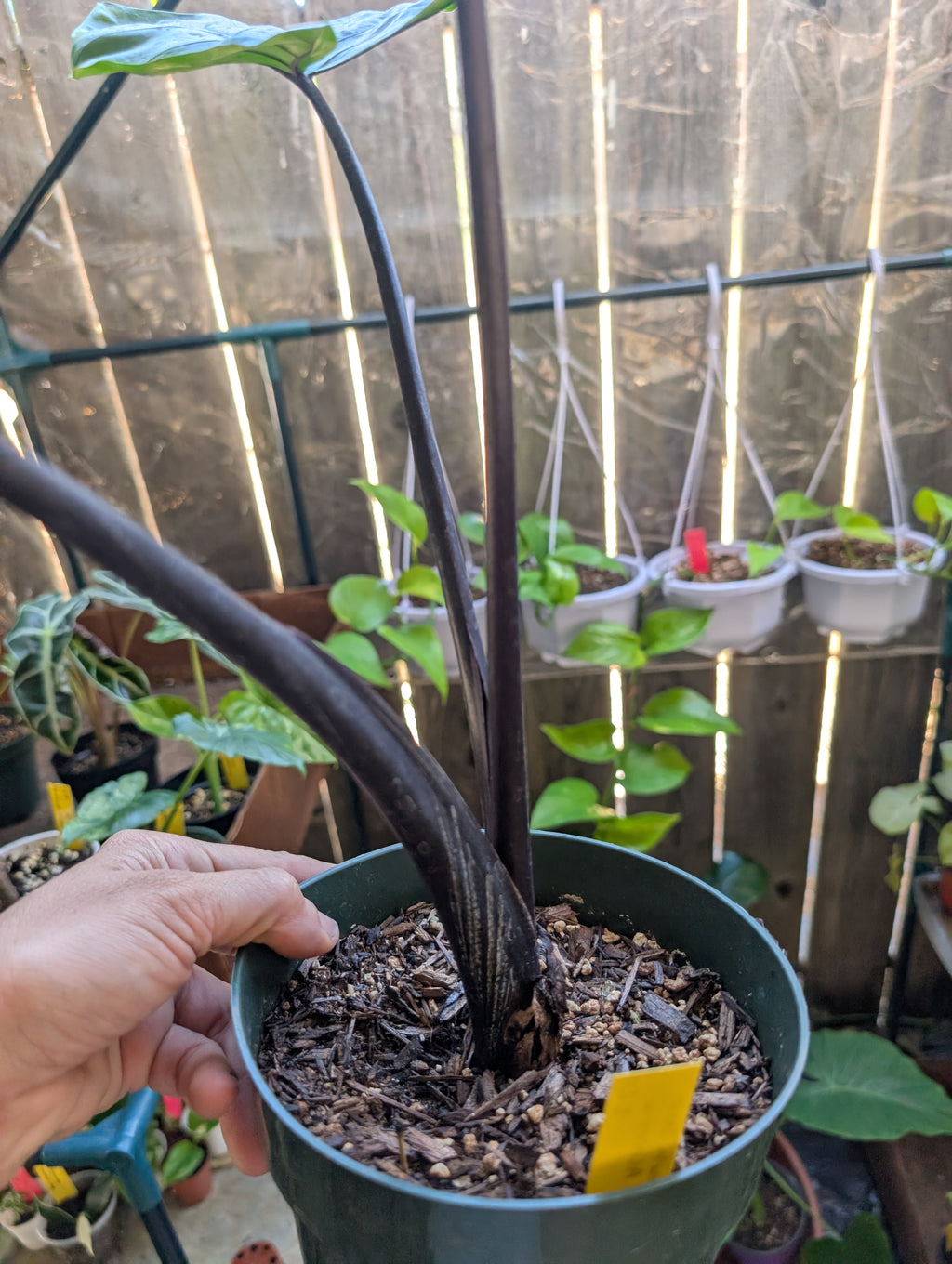 Alocasia 'dark star'