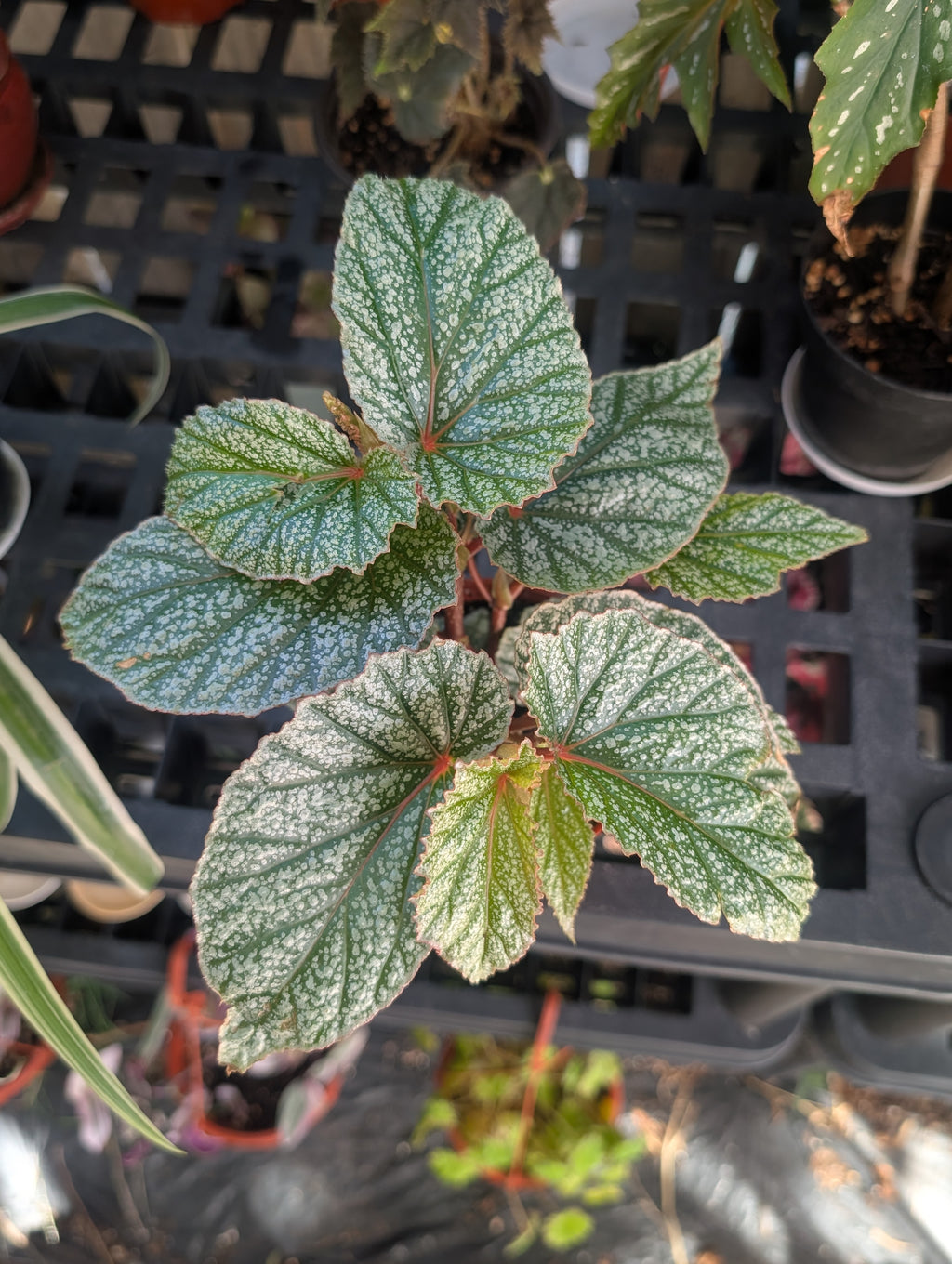 Begonia 'Don Miller'