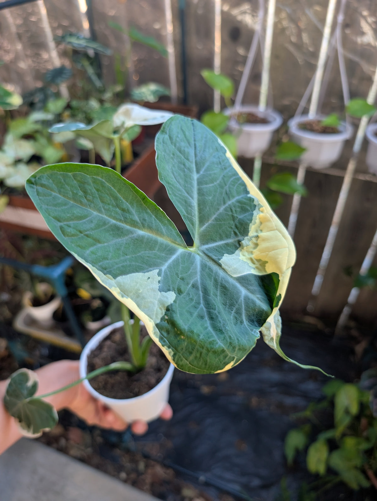 Alocasia Mickey Mouse