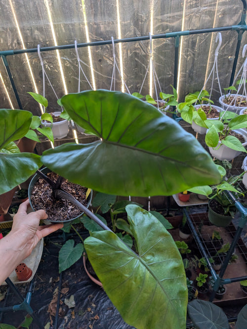 Alocasia 'dark star'