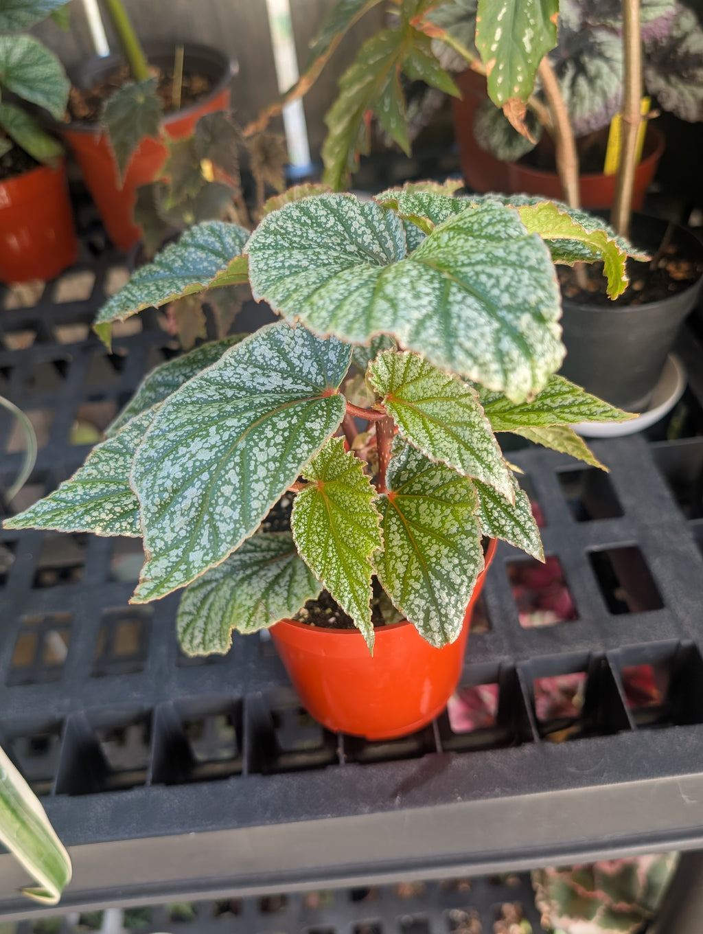 Begonia 'Don Miller'