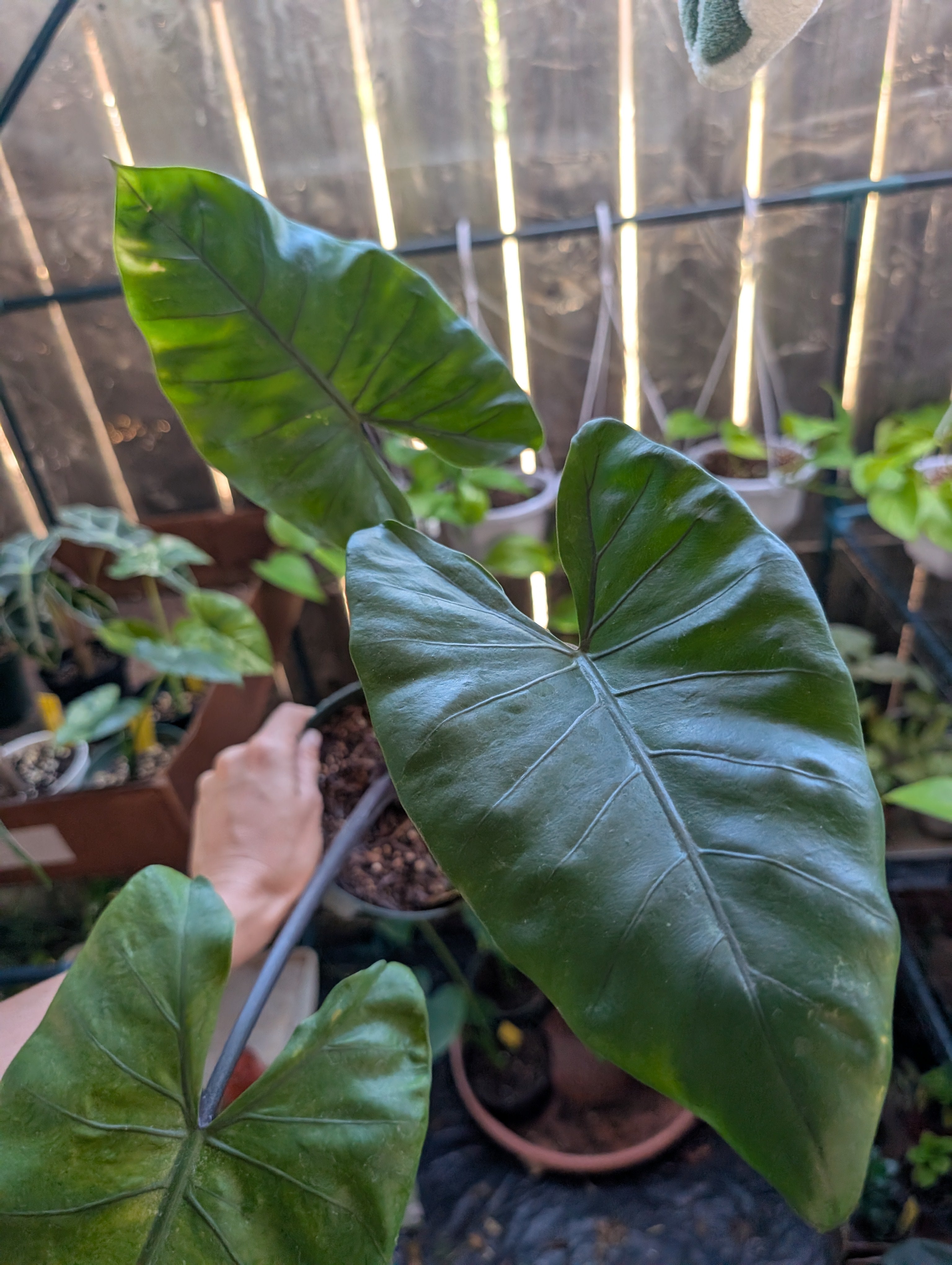Alocasia 'dark star'