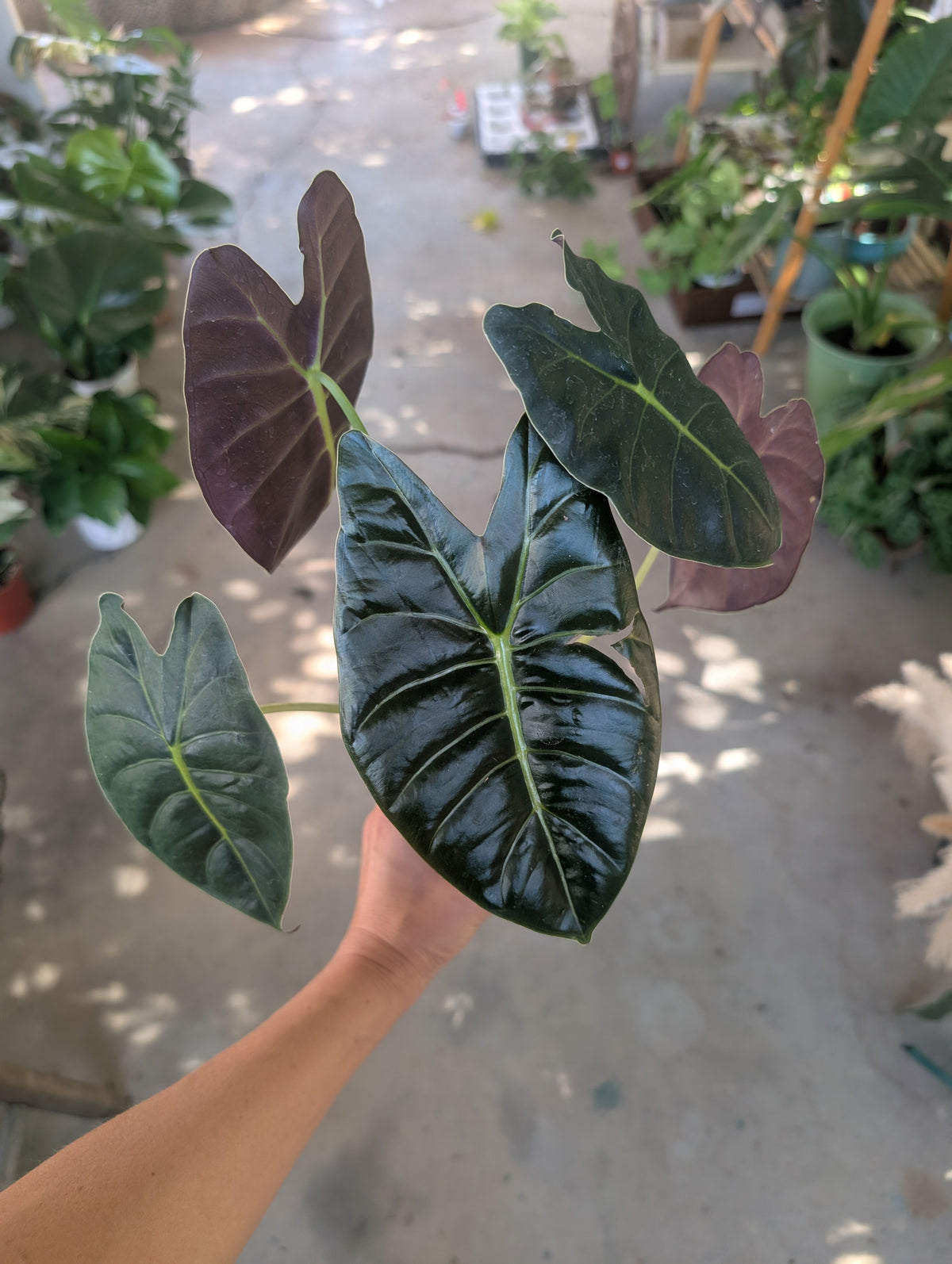 Alocasia micholitziana x cuprea 'golden bone'