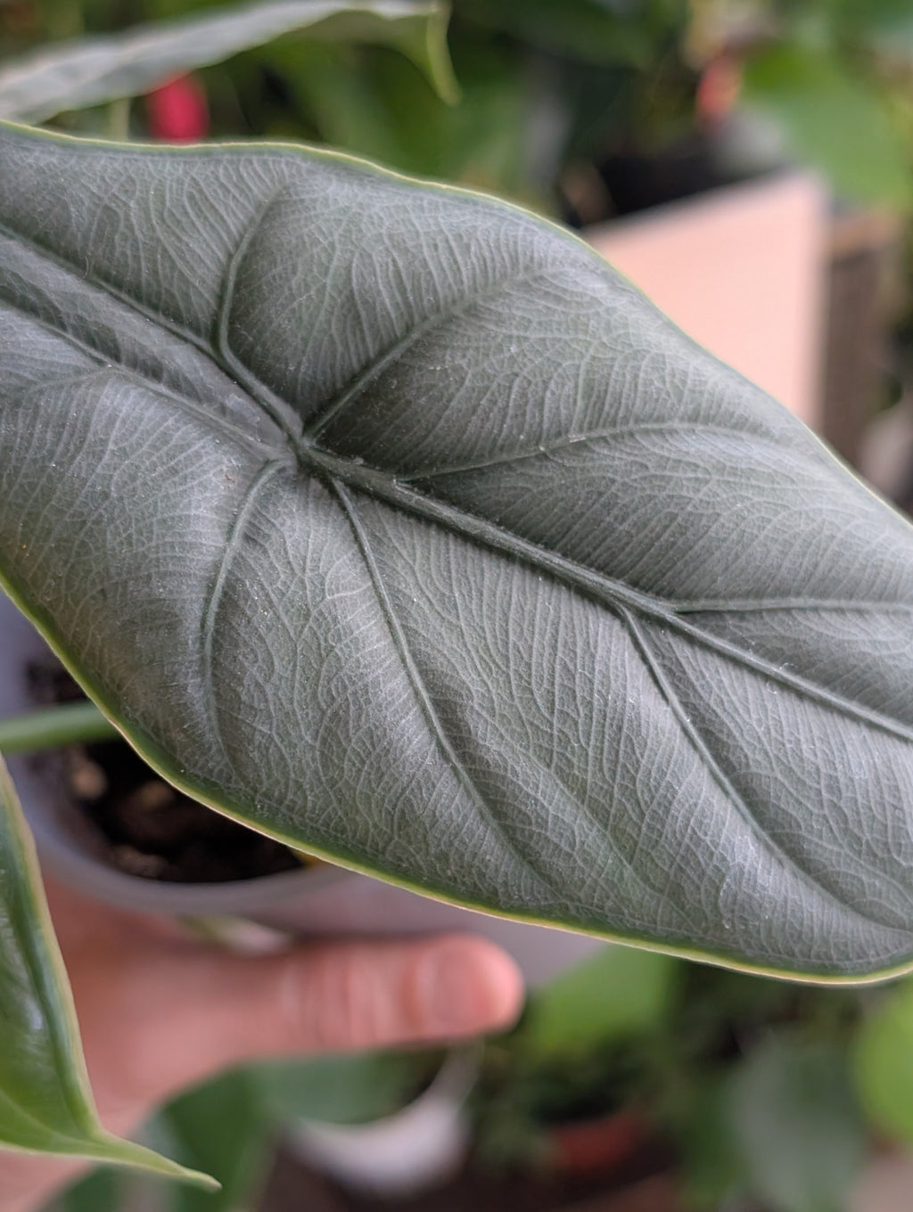 Alocasia puncakborneensis