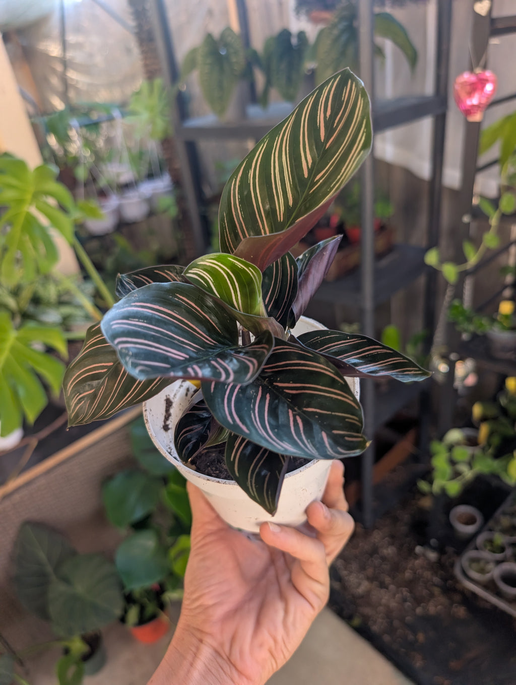 Calathea ornata
