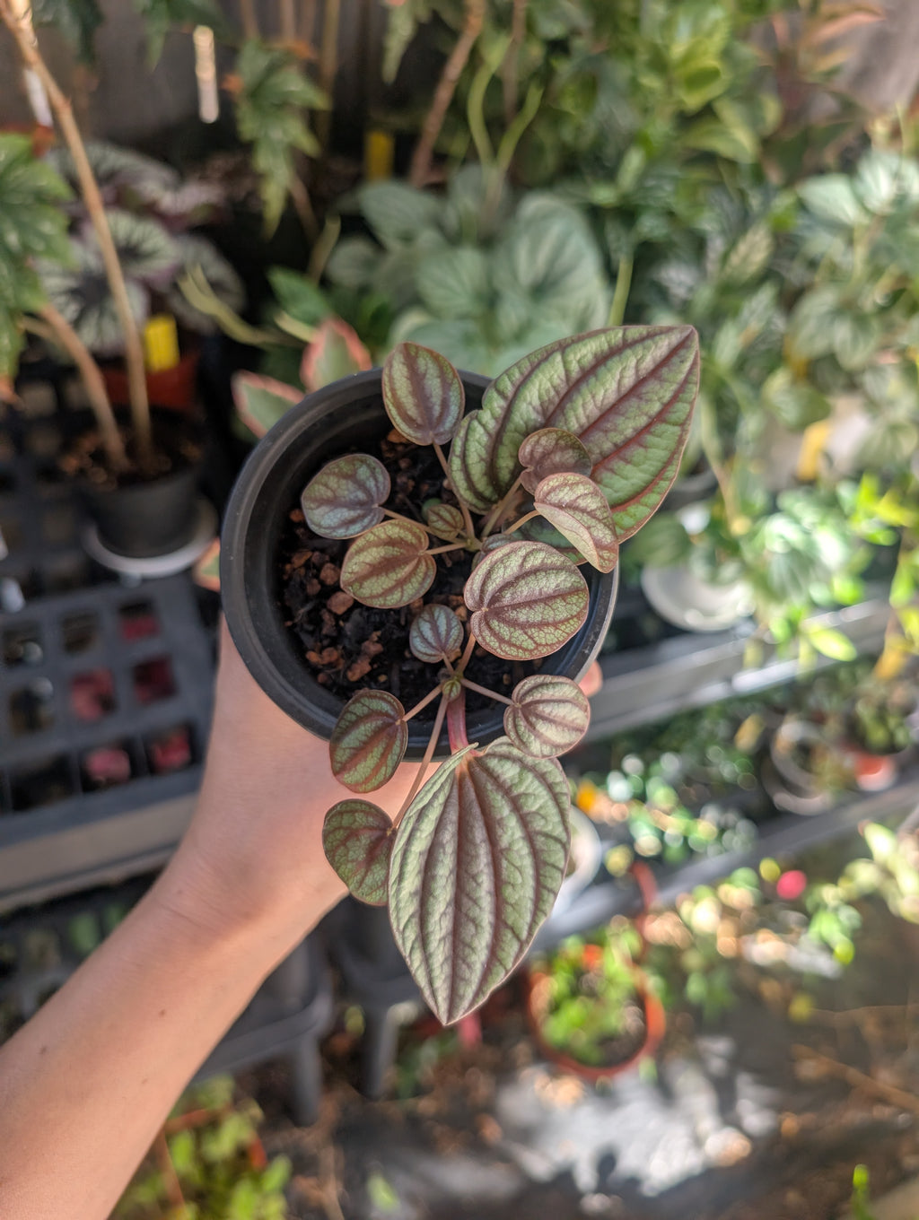 Peperomia piccolo banda