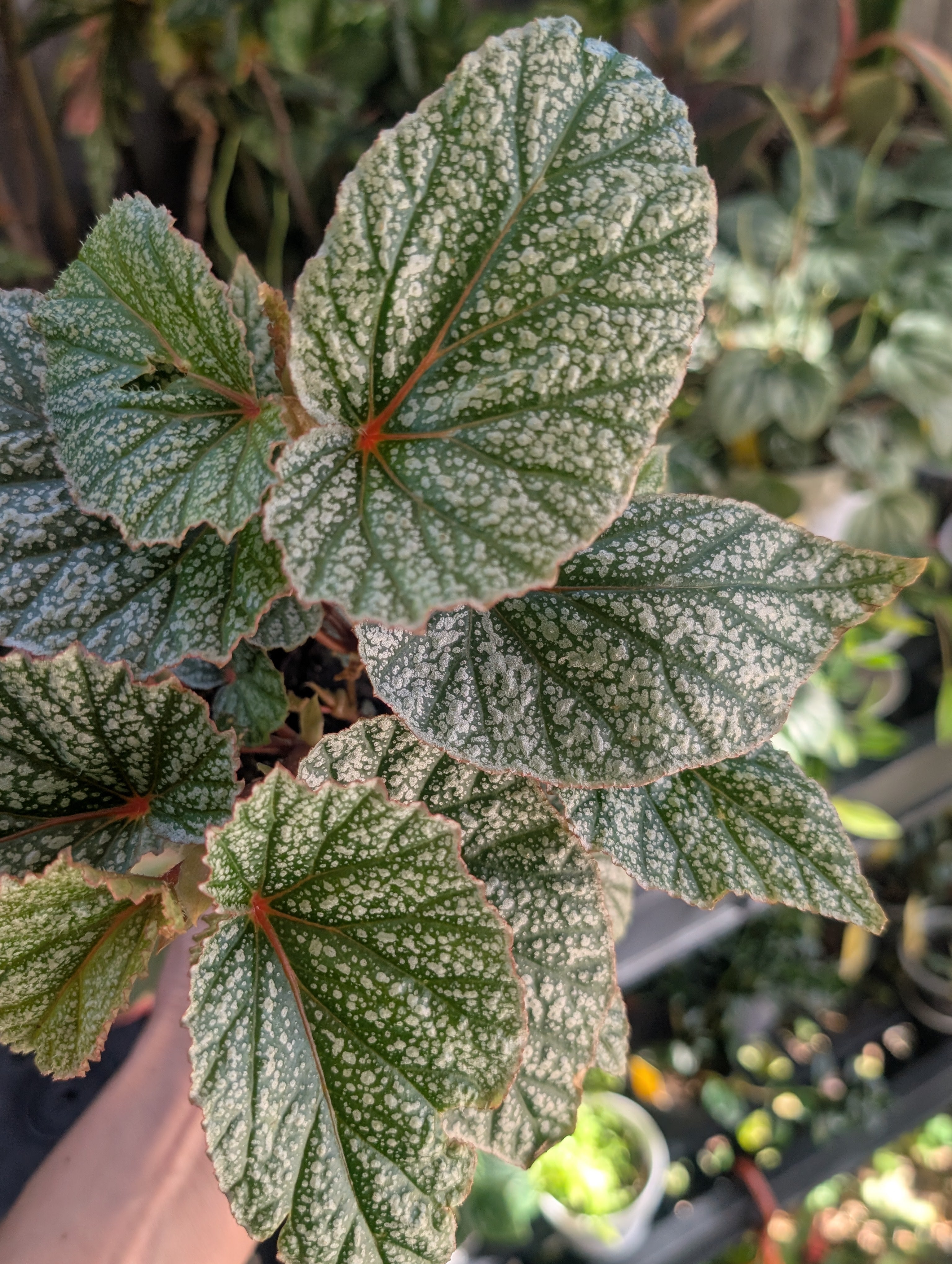Begonia 'Don Miller'