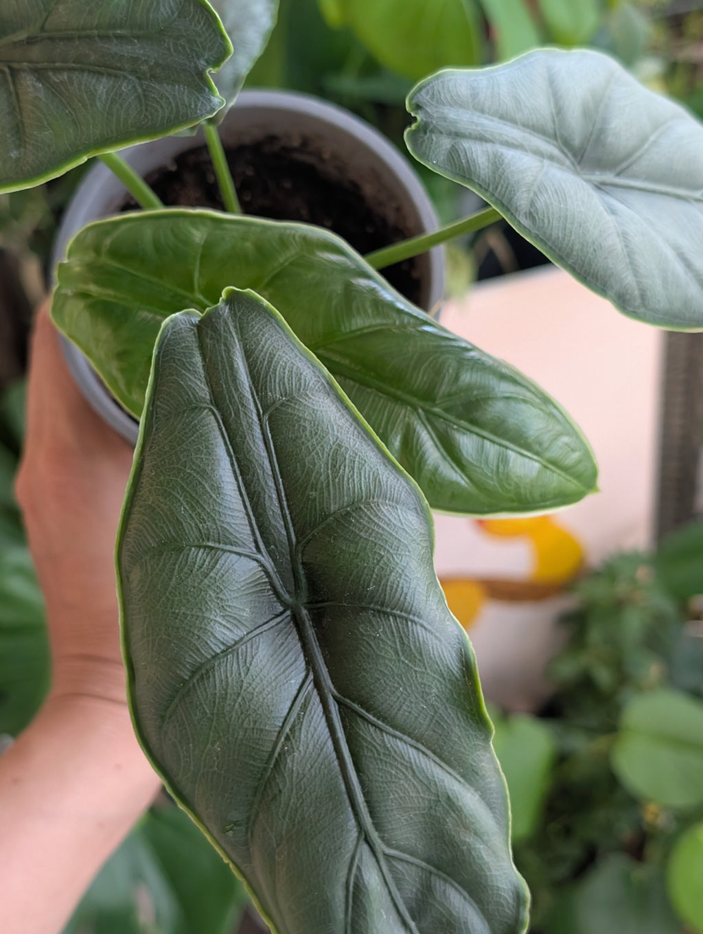 Alocasia puncakborneensis