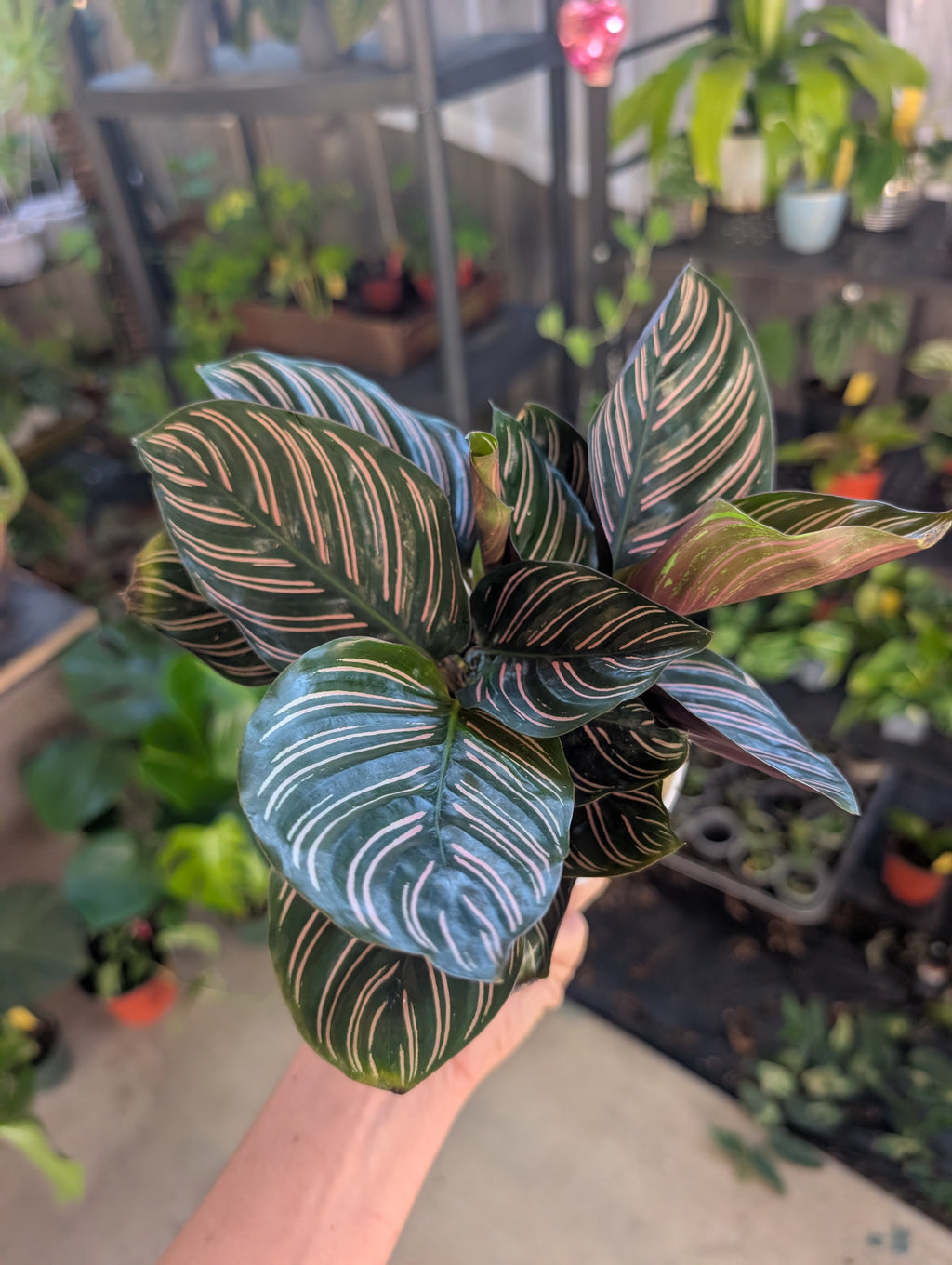 Calathea ornata
