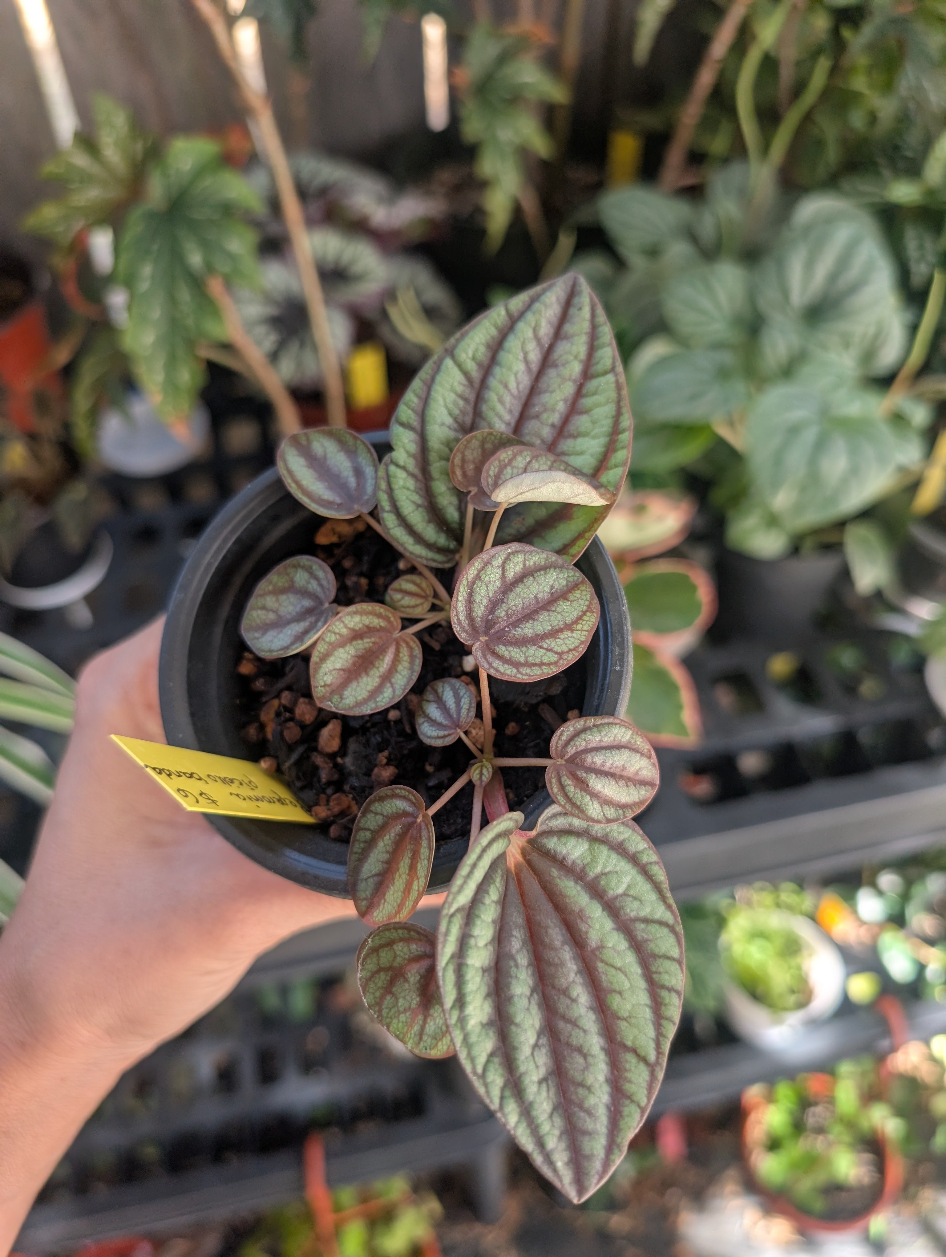 Peperomia piccolo banda