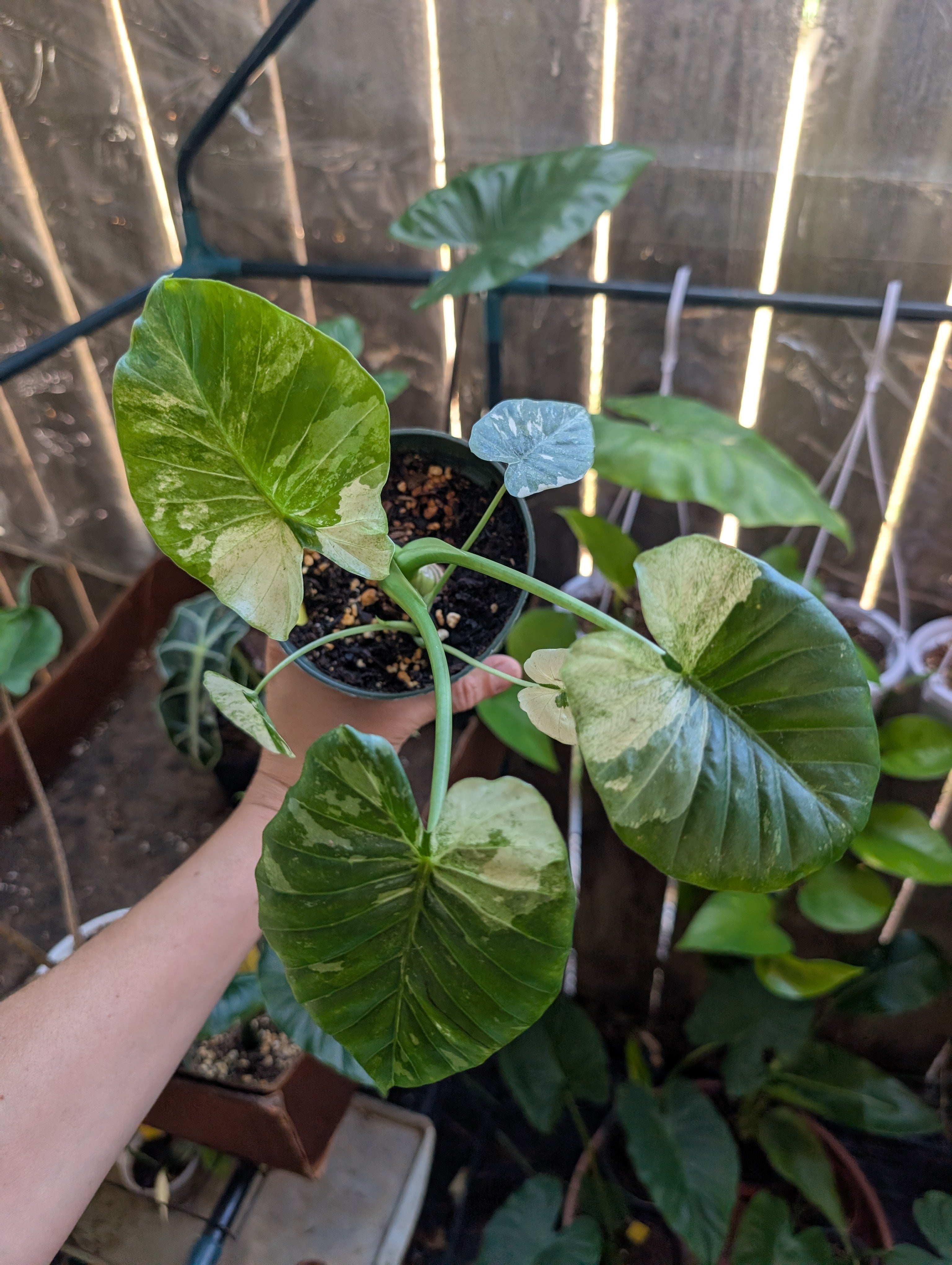 Alocasia odora batik