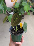 Alocasia micholitziana x cuprea 'golden bone'