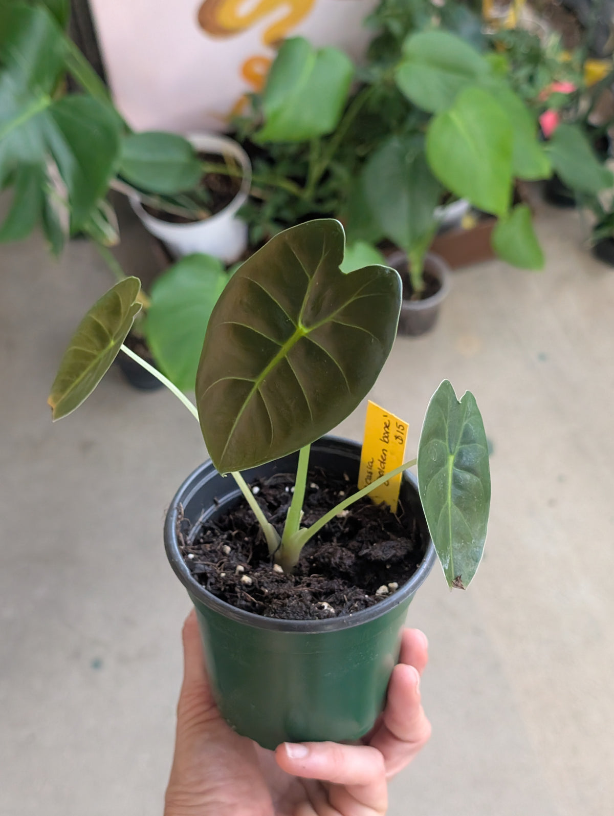 Alocasia micholitziana x cuprea 'golden bone'