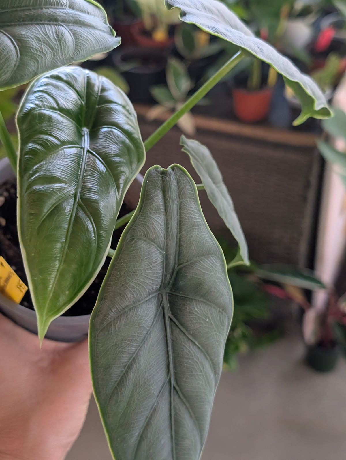 Alocasia puncakborneensis