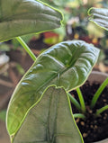 Alocasia puncakborneensis